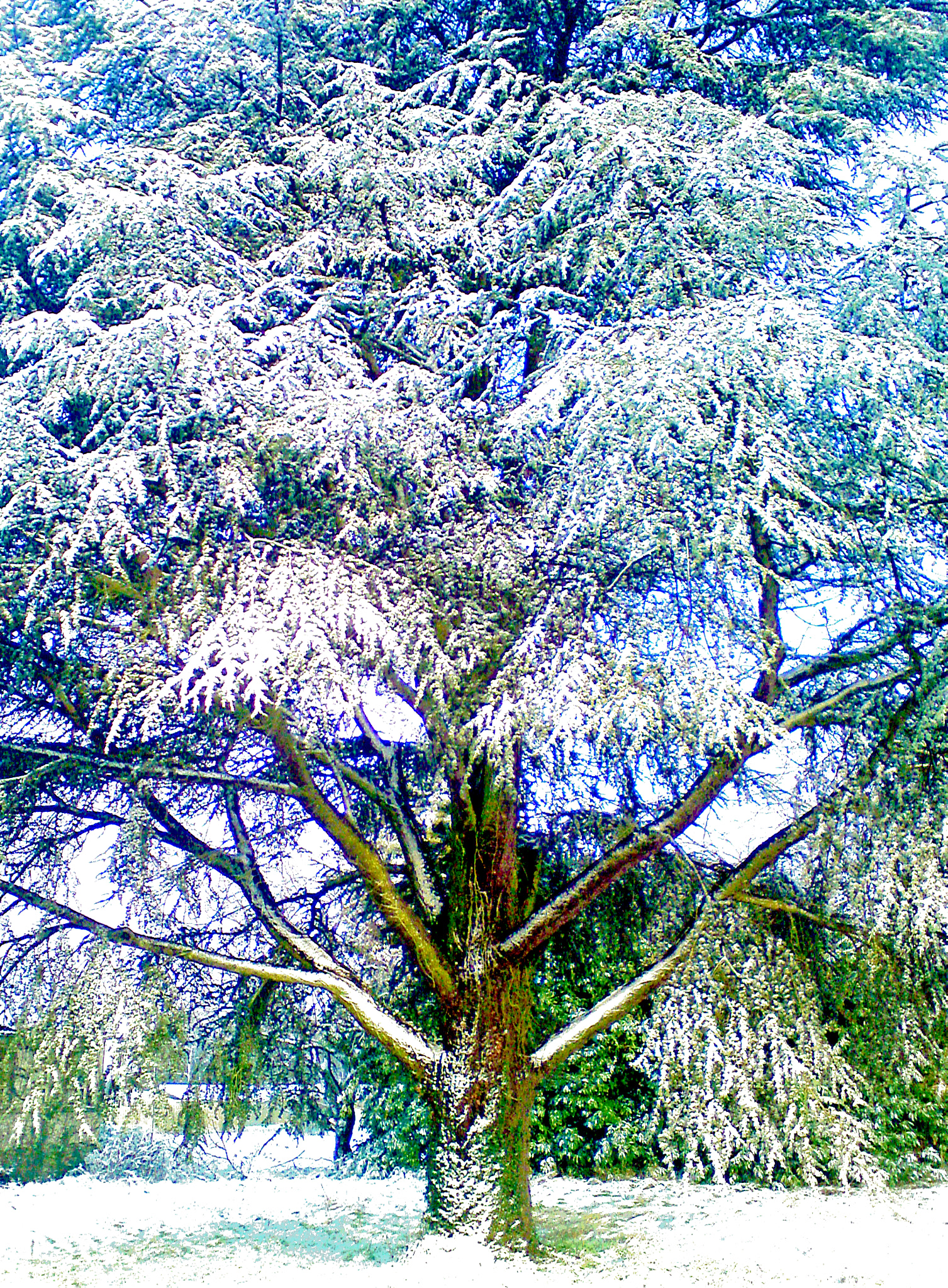 Sony Ericsson W995 sample photo. Snow sun and tree photography