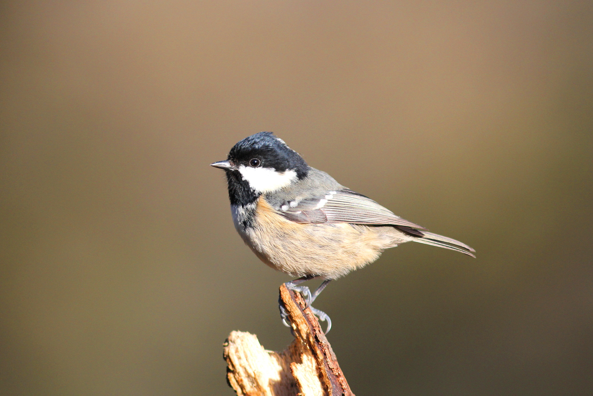 Canon EF 300mm F4L IS USM sample photo. Coal tit photography