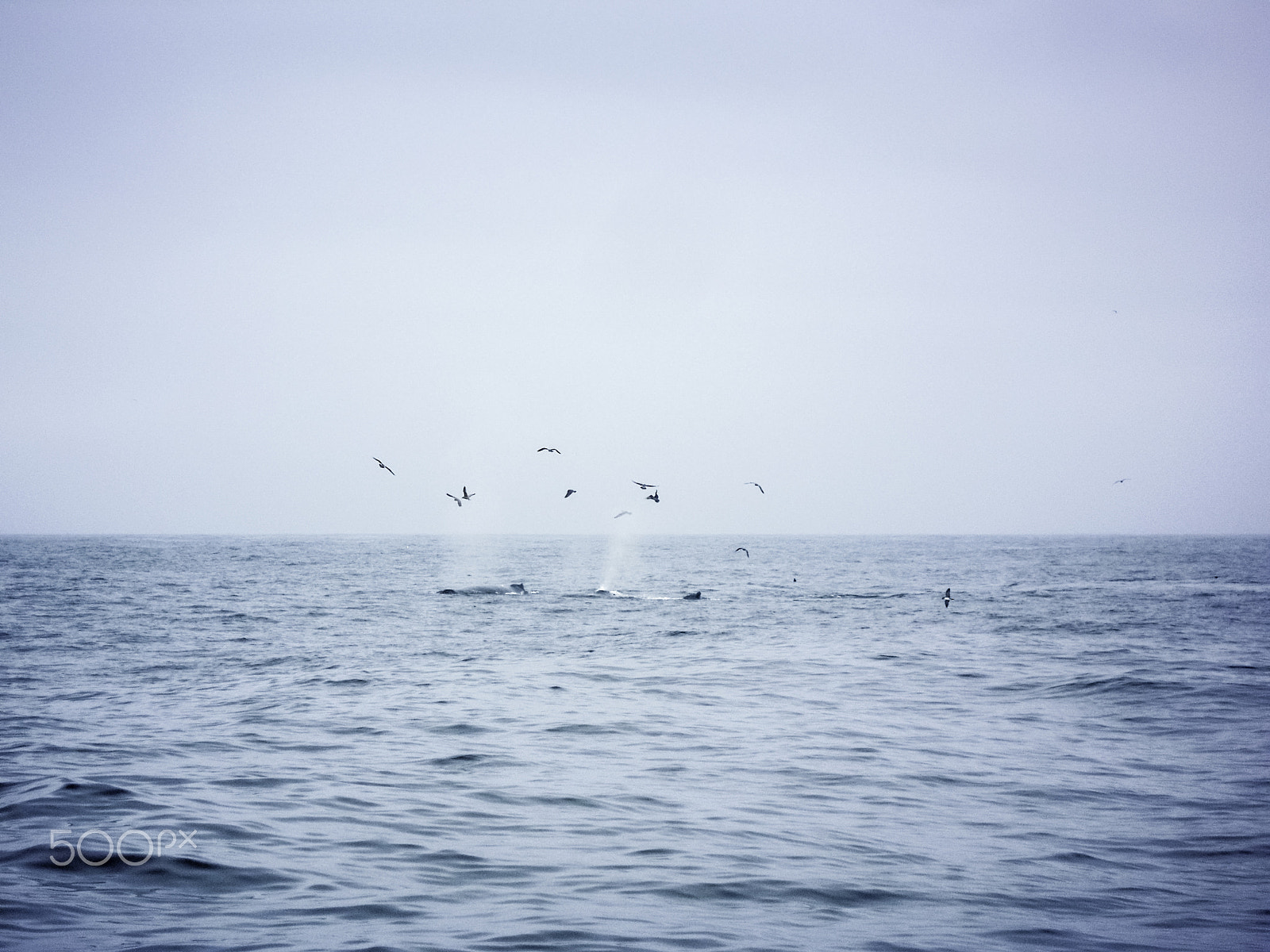 Nikon Coolpix S5100 sample photo. Whale breath photography