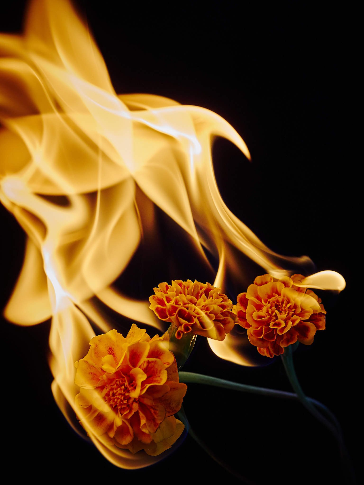 Olympus OM-D E-M1 + OLYMPUS 50mm Lens sample photo. In the fire photography