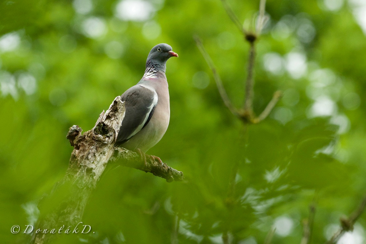 Canon EF 200-400mm F4L IS USM Extender 1.4x sample photo. Holub hřivnáč (columba palumbus) photography