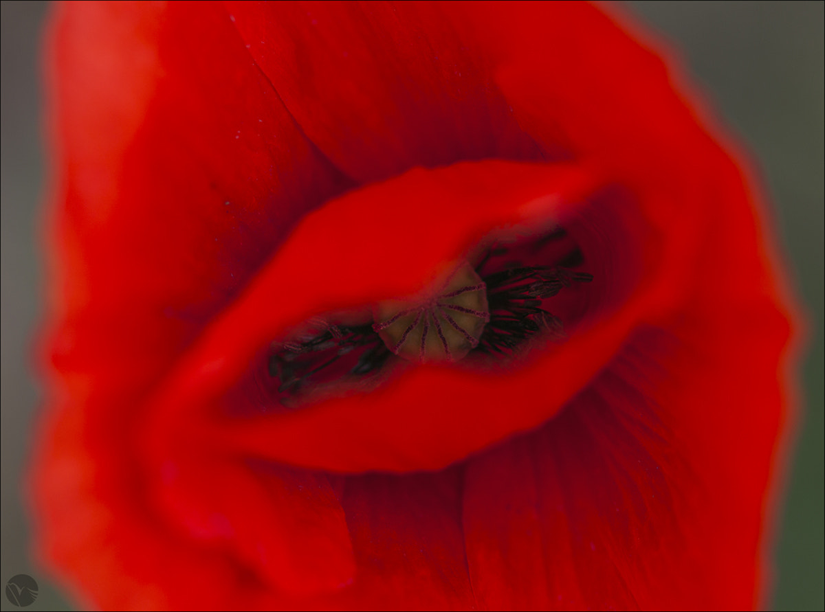 Sigma 105mm F2.8 EX DG OS HSM sample photo. Eye of passion photography