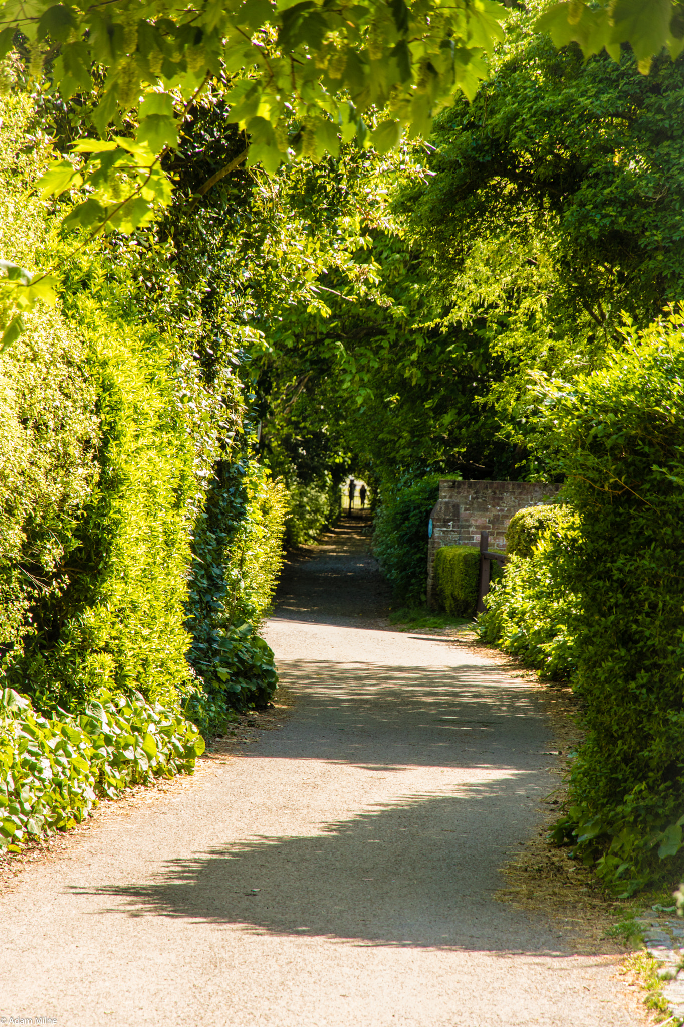 Canon EOS 750D (EOS Rebel T6i / EOS Kiss X8i) sample photo. Lost in a maze of leaves photography