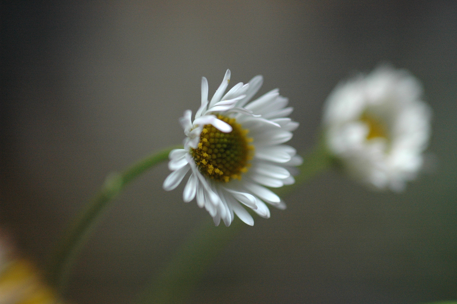 Nikon D70s + Sigma Macro 90mm F2.8 sample photo. A photography