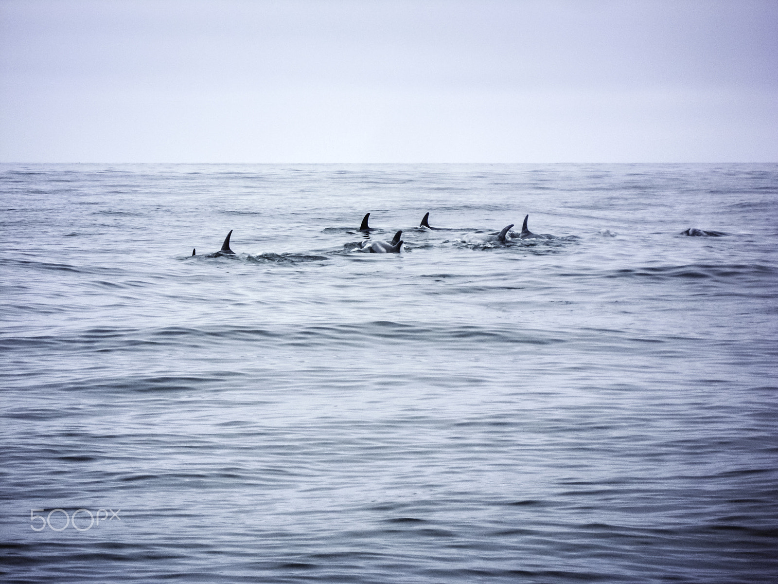 Nikon Coolpix S5100 sample photo. Wild dolphins swimming in open water photography