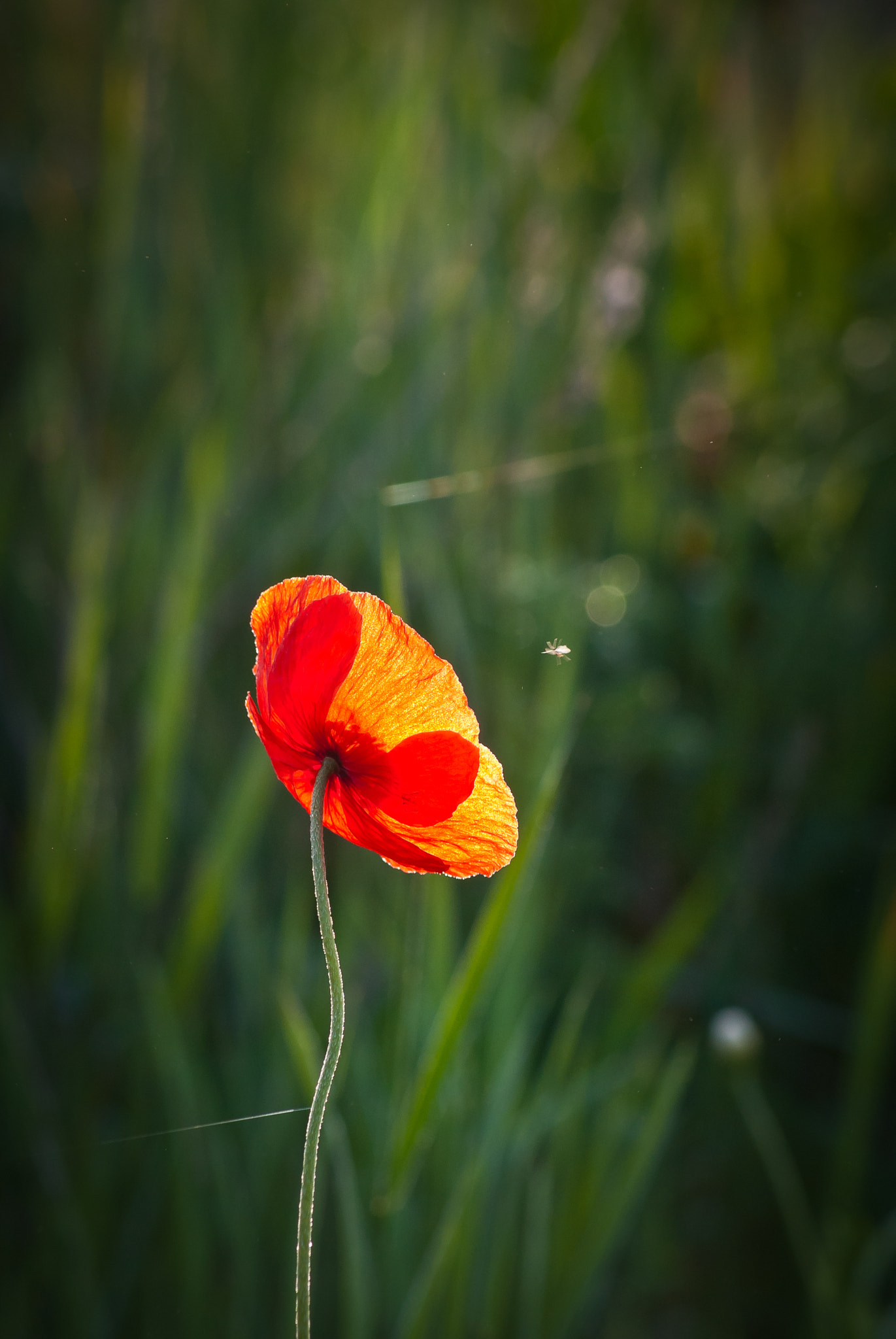 Sony Alpha DSLR-A330 sample photo. Poppy seed flower photography