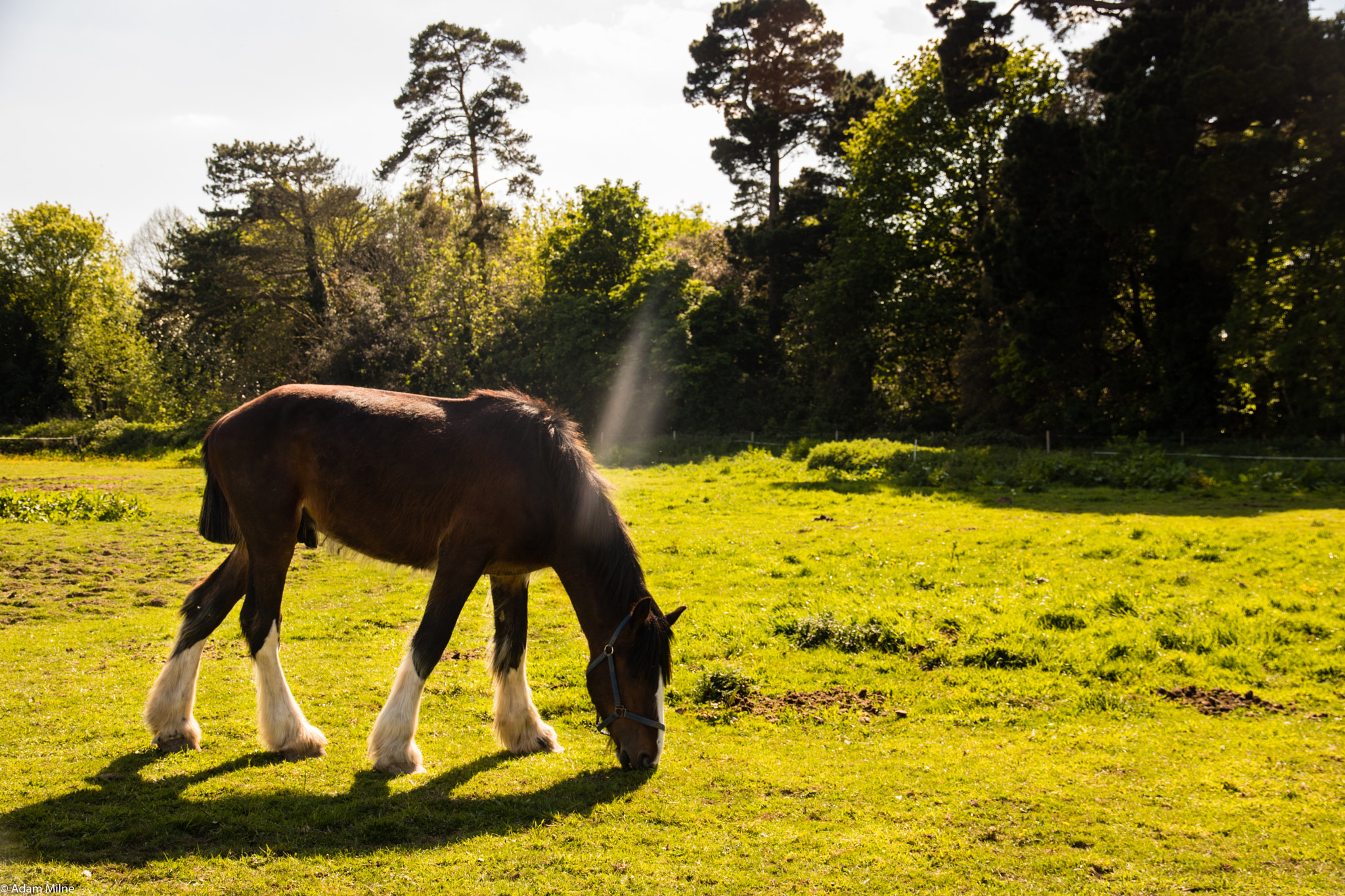 Canon EOS 750D (EOS Rebel T6i / EOS Kiss X8i) sample photo. Grazing horse photography