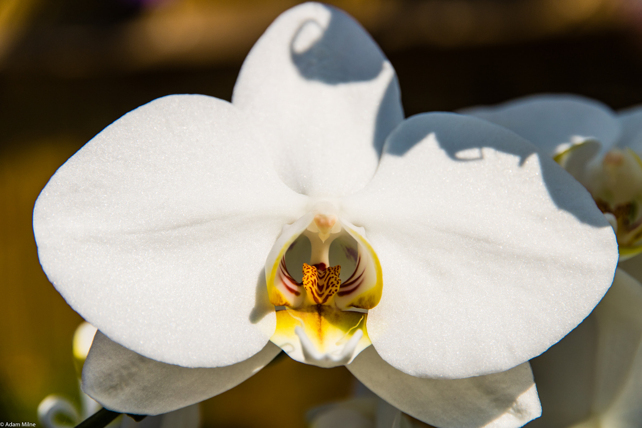 Canon EOS 750D (EOS Rebel T6i / EOS Kiss X8i) sample photo. Orchid close-up photography
