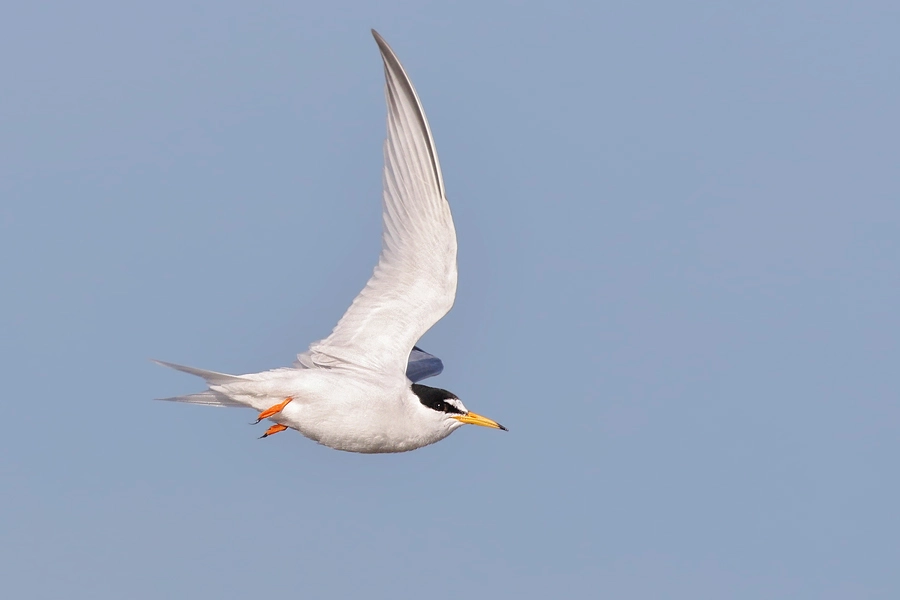 Canon EOS 7D Mark II + Canon EF 100-400mm F4.5-5.6L IS II USM sample photo. Little tern photography