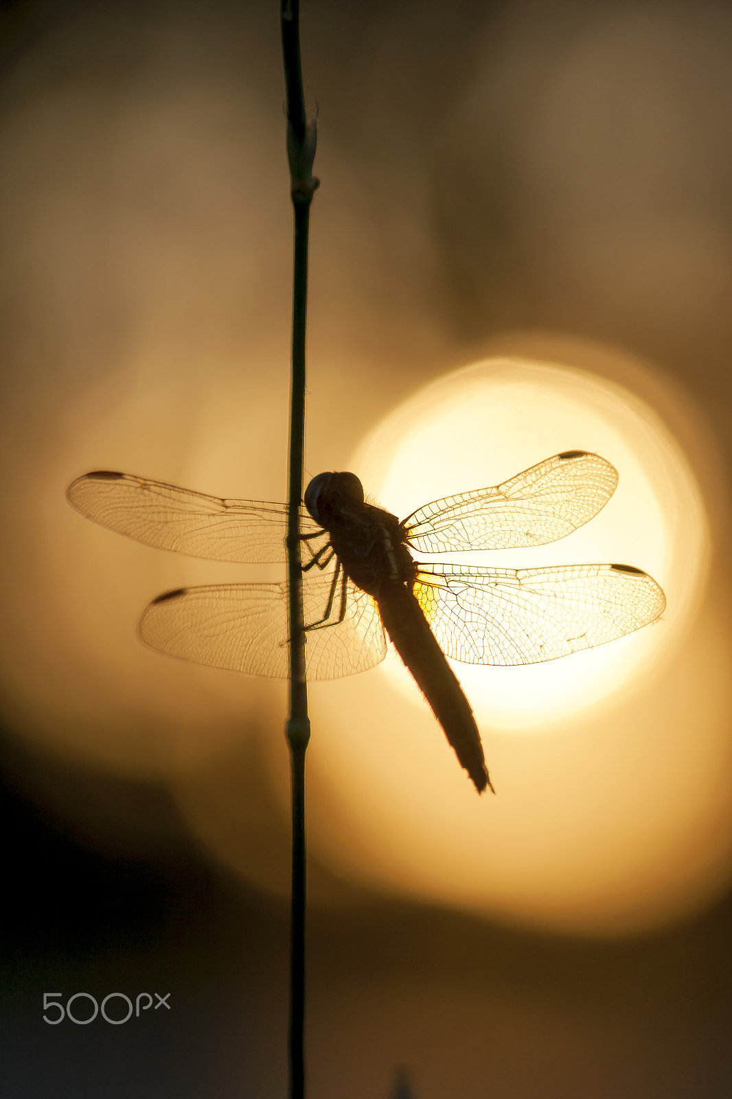 Canon EF 100mm F2.8 Macro USM sample photo. 20150601 doñana - 000 photography