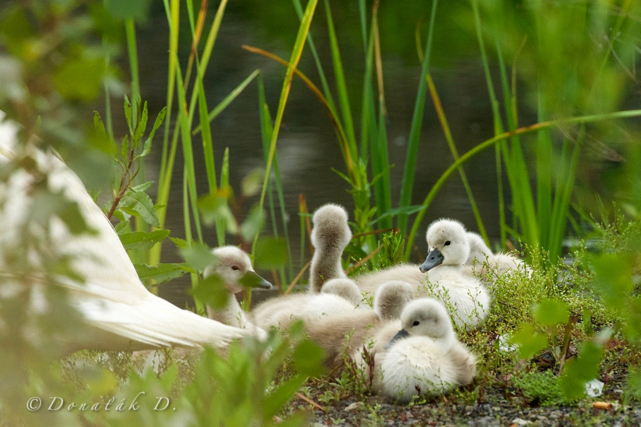 Canon EF 200-400mm F4L IS USM Extender 1.4x sample photo. Babies photography