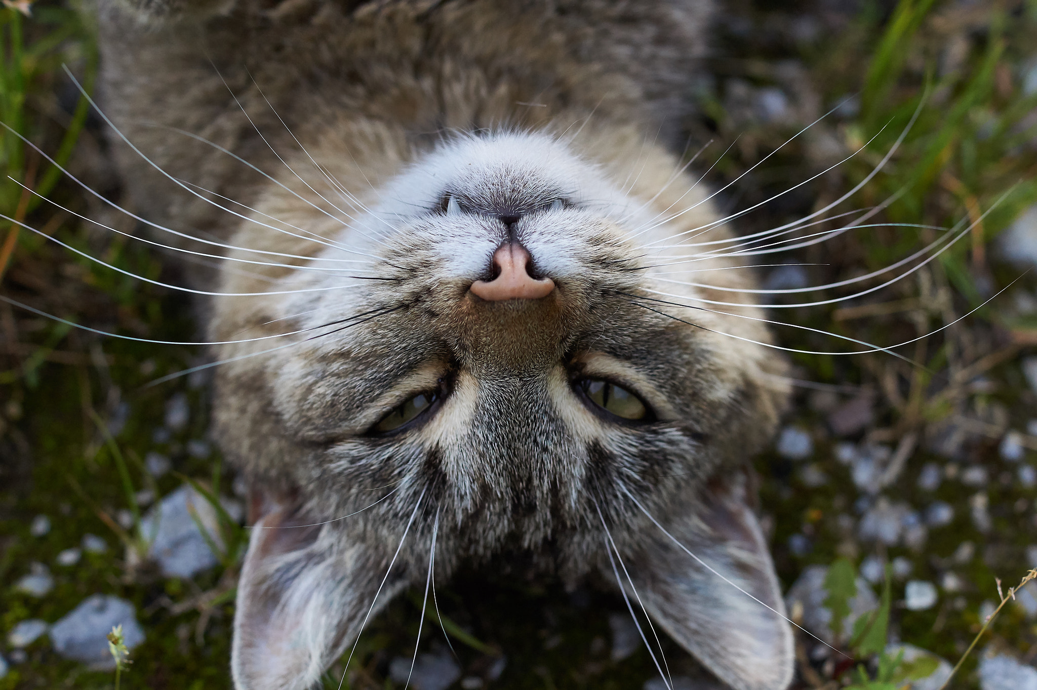 Sony SLT-A33 + Sony DT 35mm F1.8 SAM sample photo. Cat upside down photography