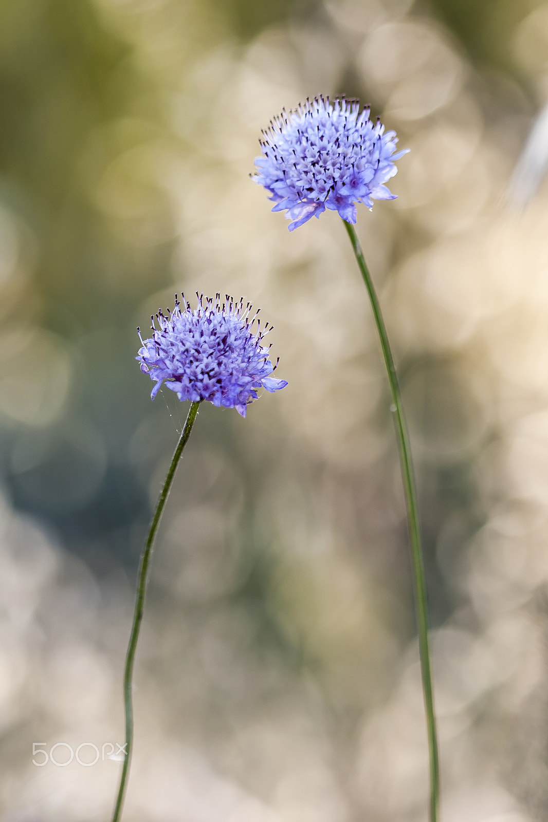 Canon EF 100mm F2.8 Macro USM sample photo. 20160601 doñana 001 photography