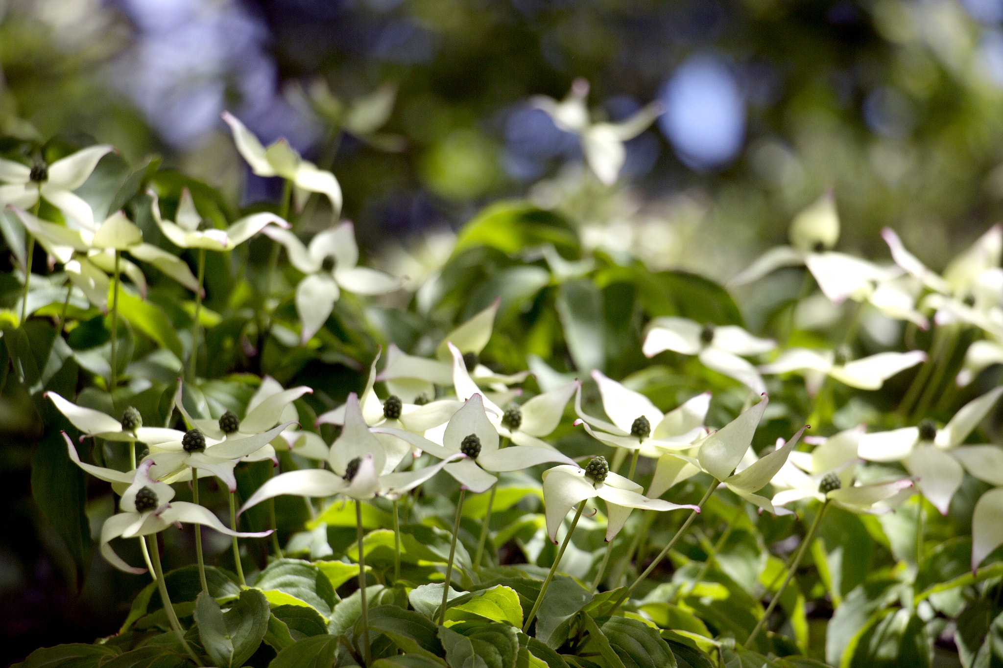 Canon EOS M sample photo. Korean dogwood photography