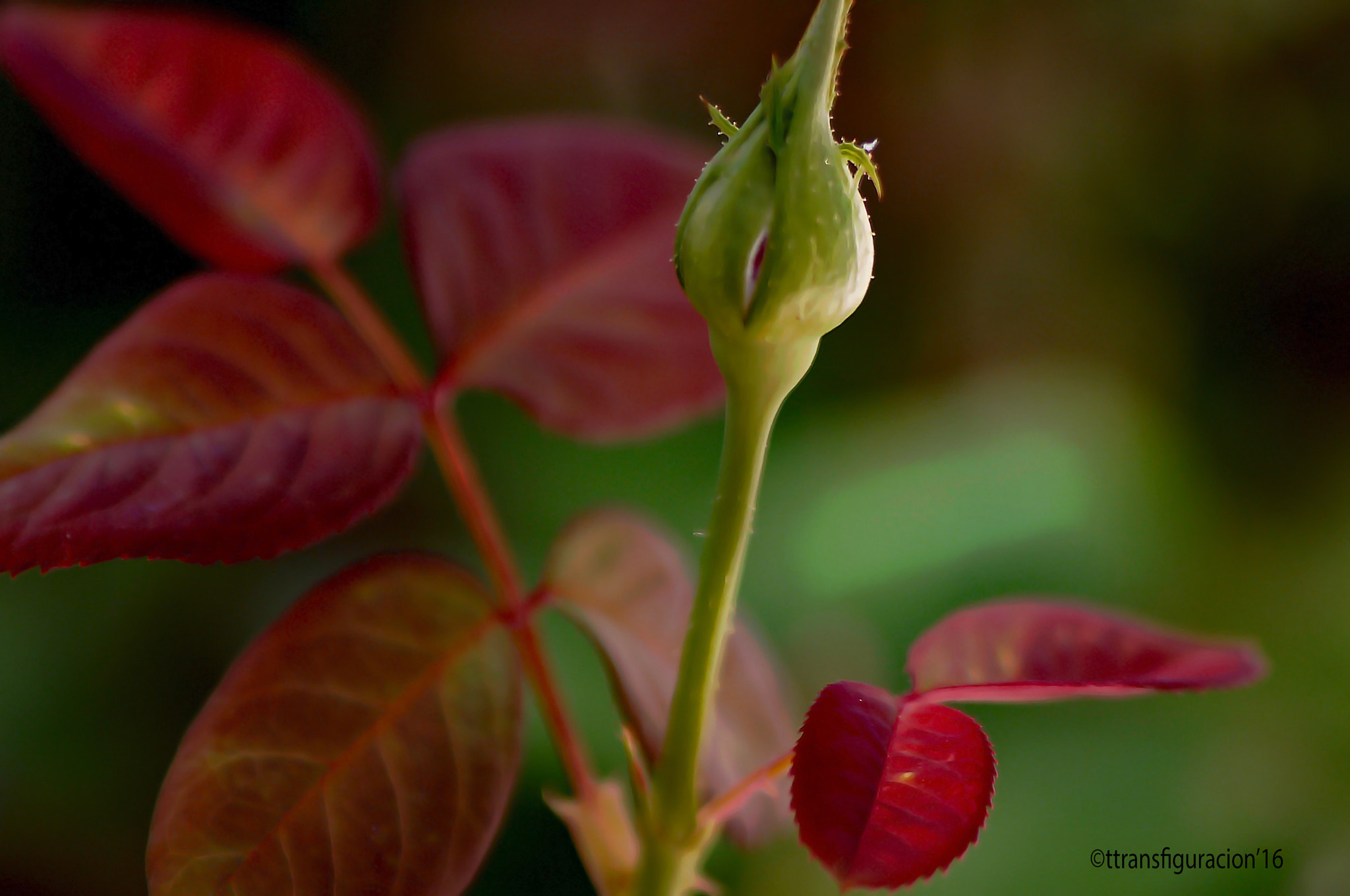 Nikon D2X sample photo. Think positive in this life, don't be discourage! photography