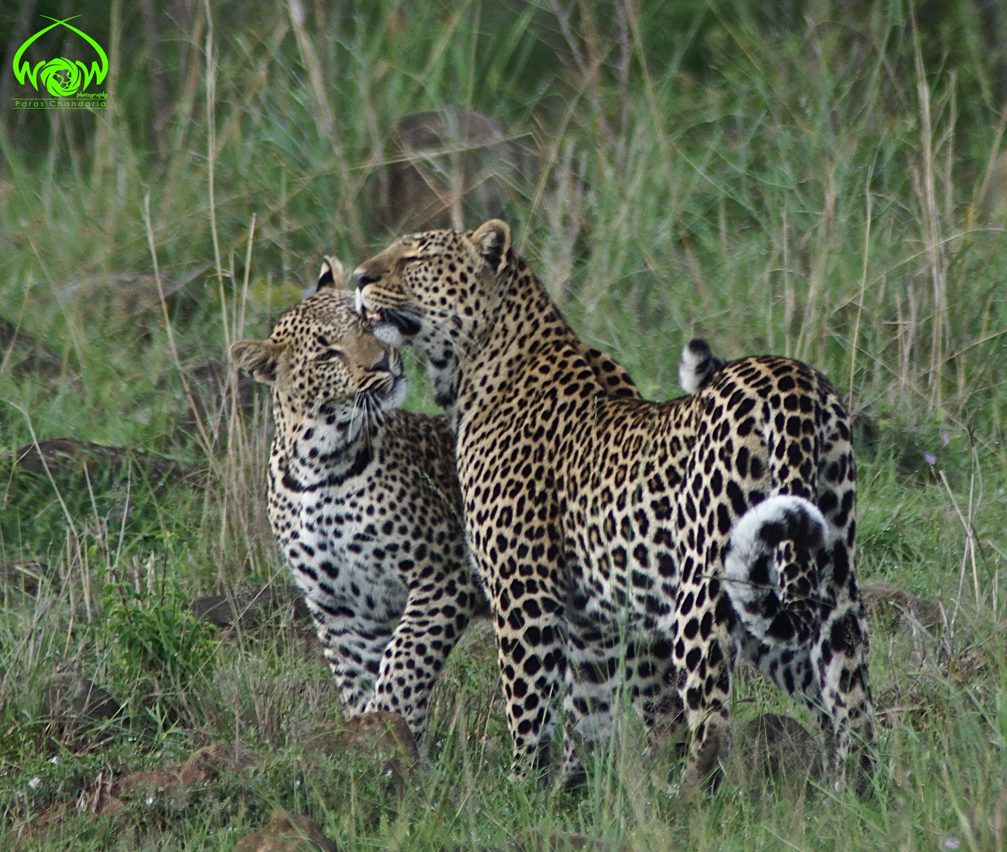 Sony ILCA-77M2 sample photo. Siri & jasiri. this was my first sighting of mothe ... photography