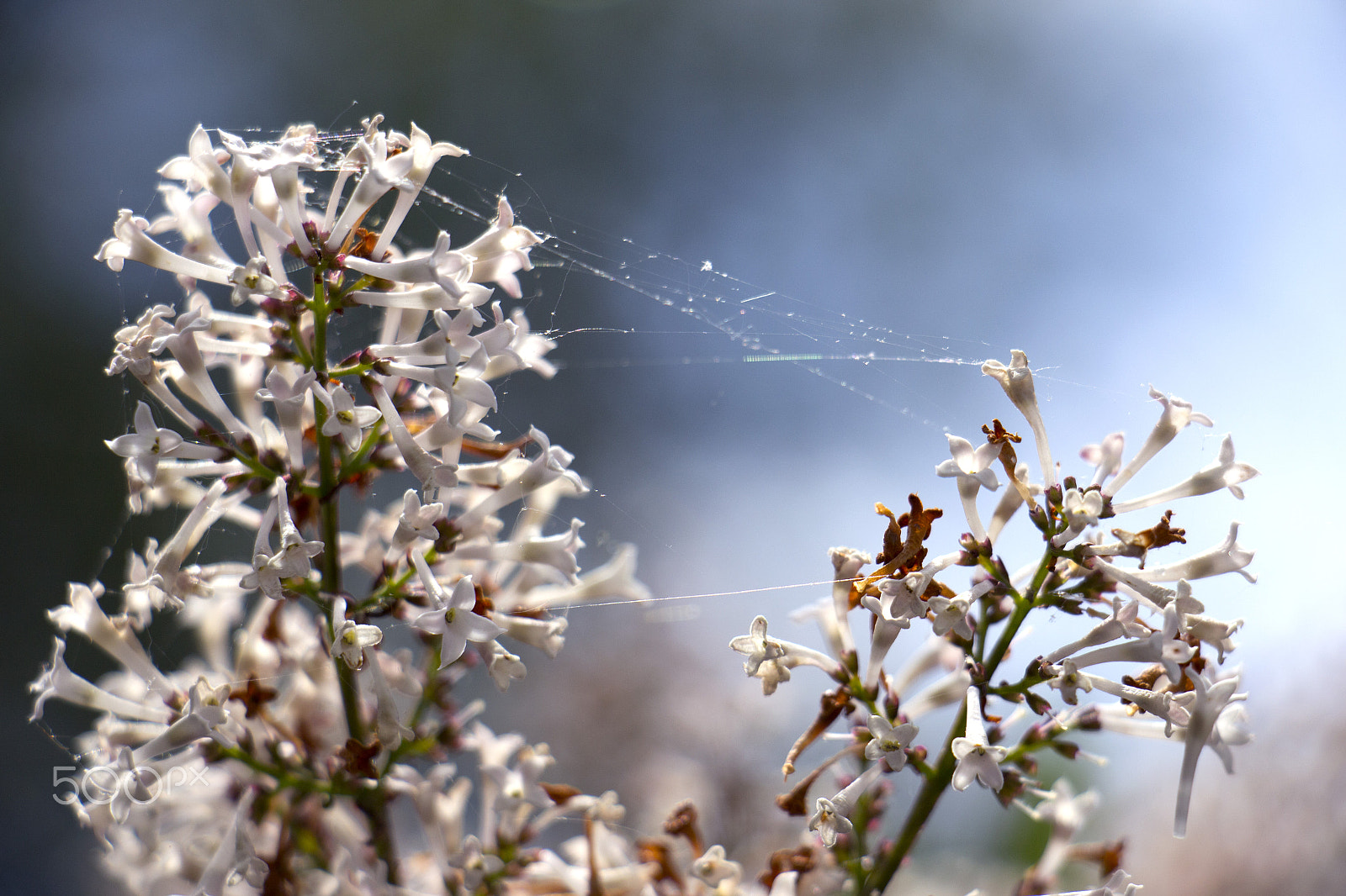 Canon EOS M sample photo. Lilacs photography