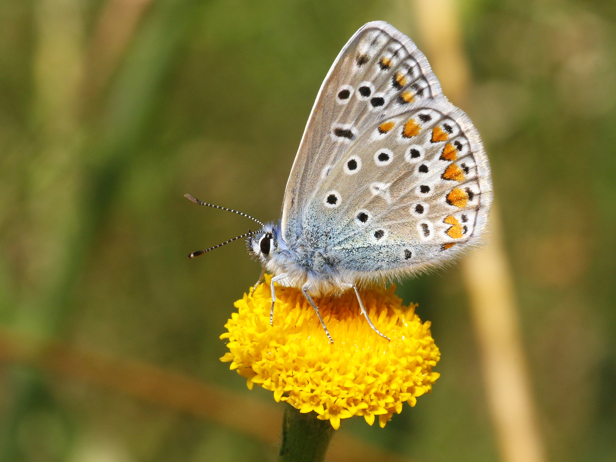 Tamron SP AF 90mm F2.8 Di Macro sample photo. Polyommatus photography