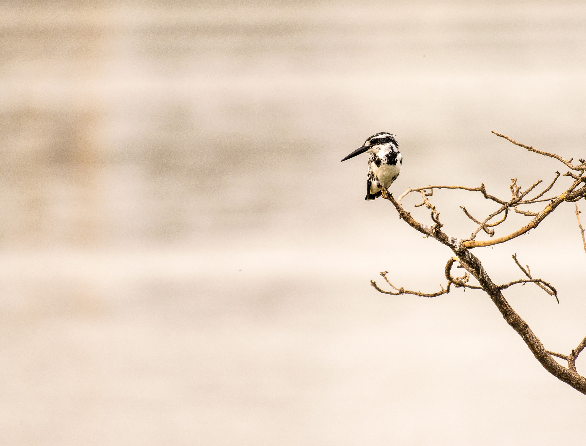Nikon AF-S Nikkor 200-500mm F5.6E ED VR sample photo. Pied kingfisher photography