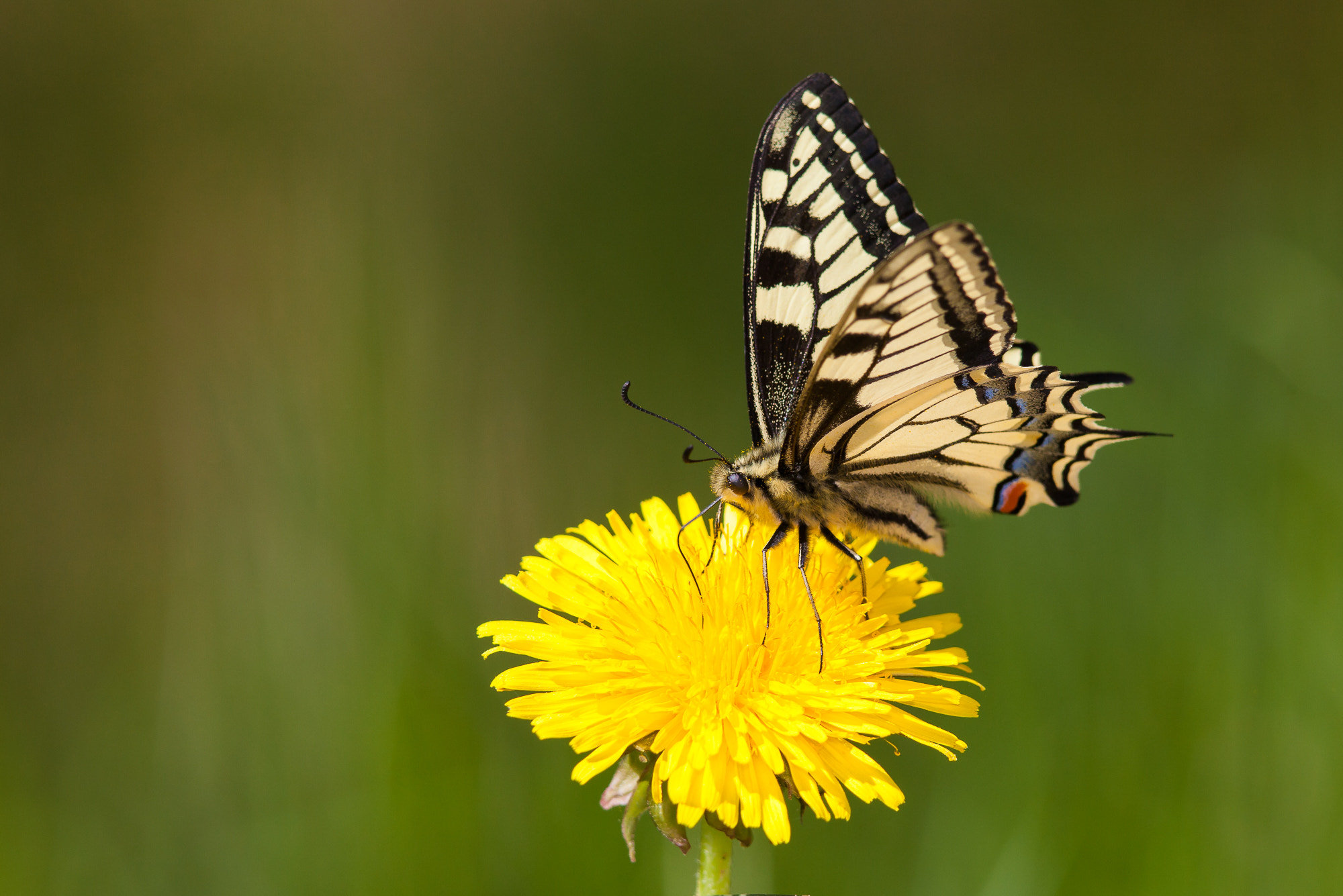 Canon EF 300mm F4L IS USM sample photo. Makaon, papilio machaon photography