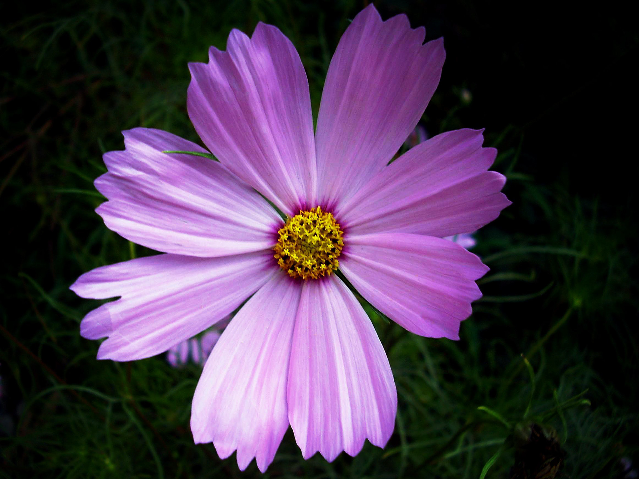 Olympus FE115,X715 sample photo. Cagliari: flower in parco di monte urpinu photography