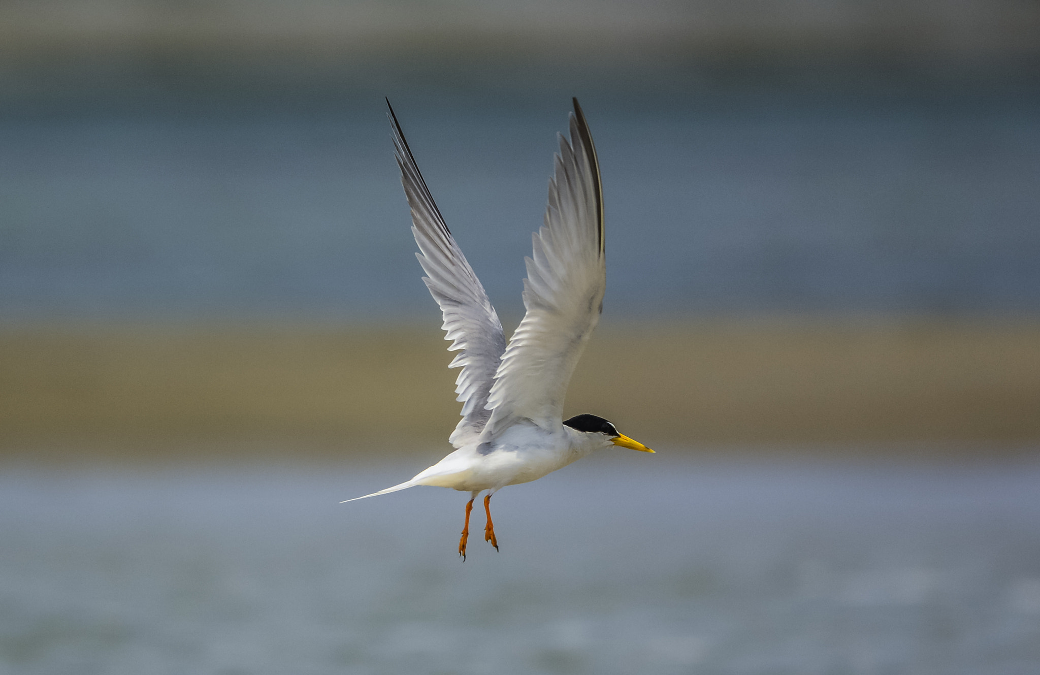 Nikon Nikkor AF-S 300mm F4E PF ED VR sample photo. Little tern photography
