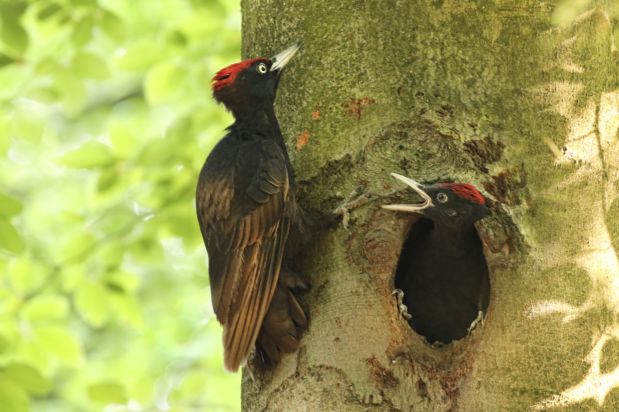 Canon EF 100-400mm F4.5-5.6L IS II USM sample photo. Black woodpecker photography