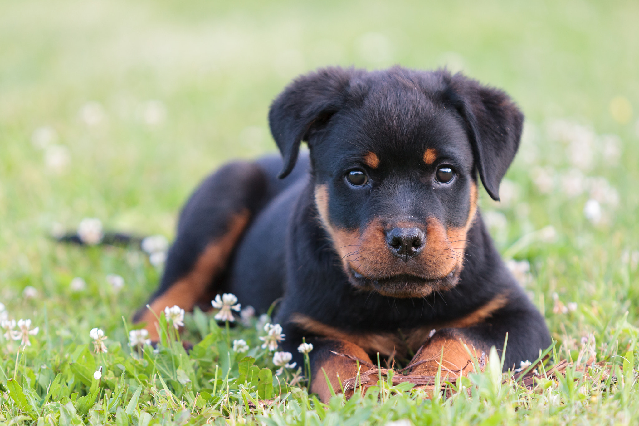 Canon EOS-1D Mark III + Canon EF 70-200mm F2.8L USM sample photo. My little dog otto photography