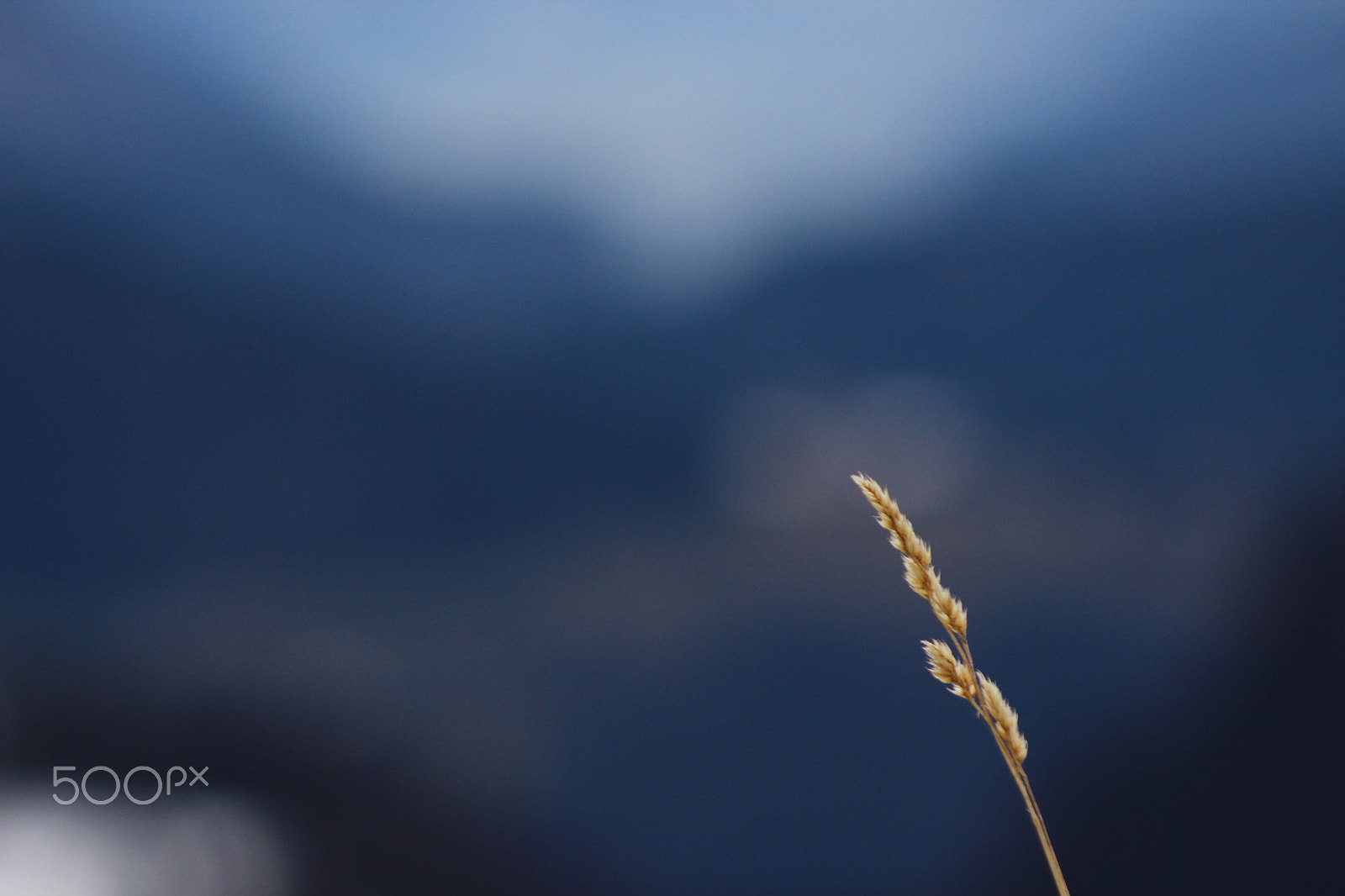 Canon EF 90-300mm F4.5-5.6 sample photo. Twig photography