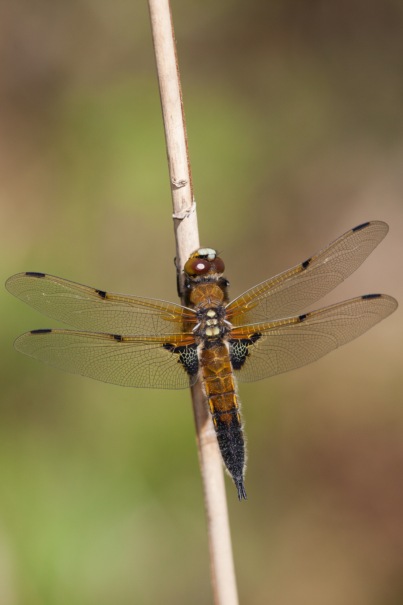 Canon EF 300mm F4L IS USM sample photo. Dragonfly, libellula quadrimaculata photography