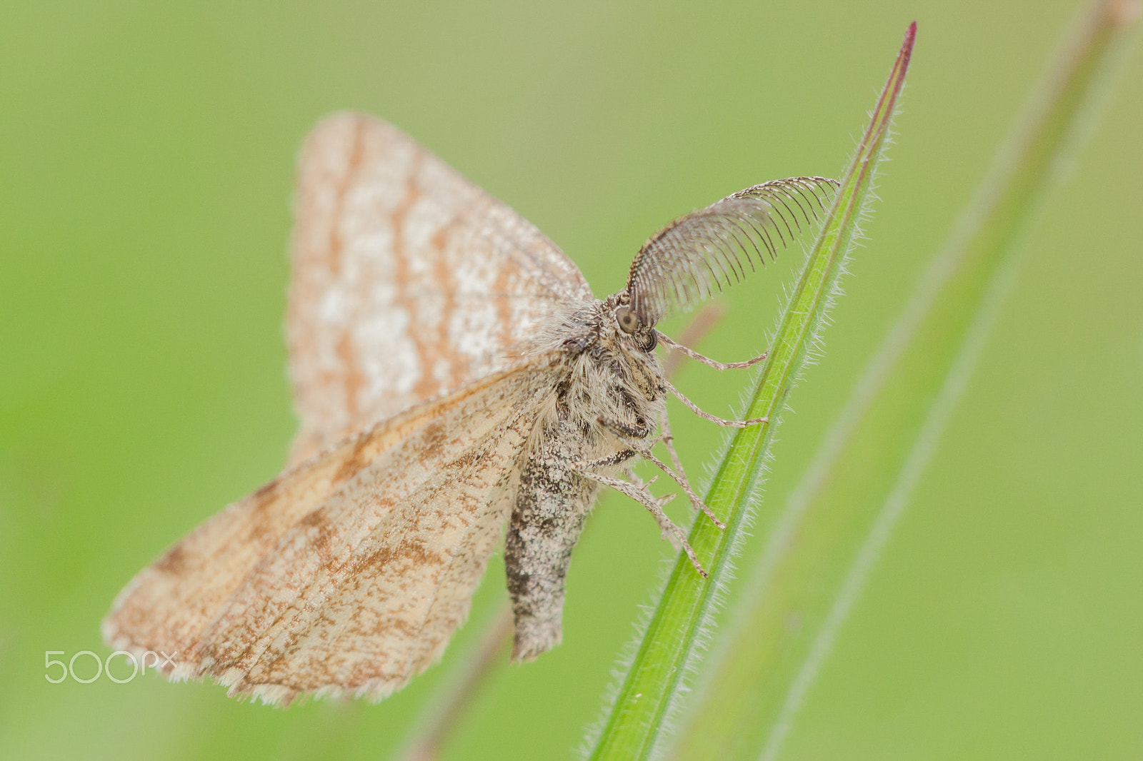 Canon EF 180mm F3.5L Macro USM sample photo. Moth in the grass photography