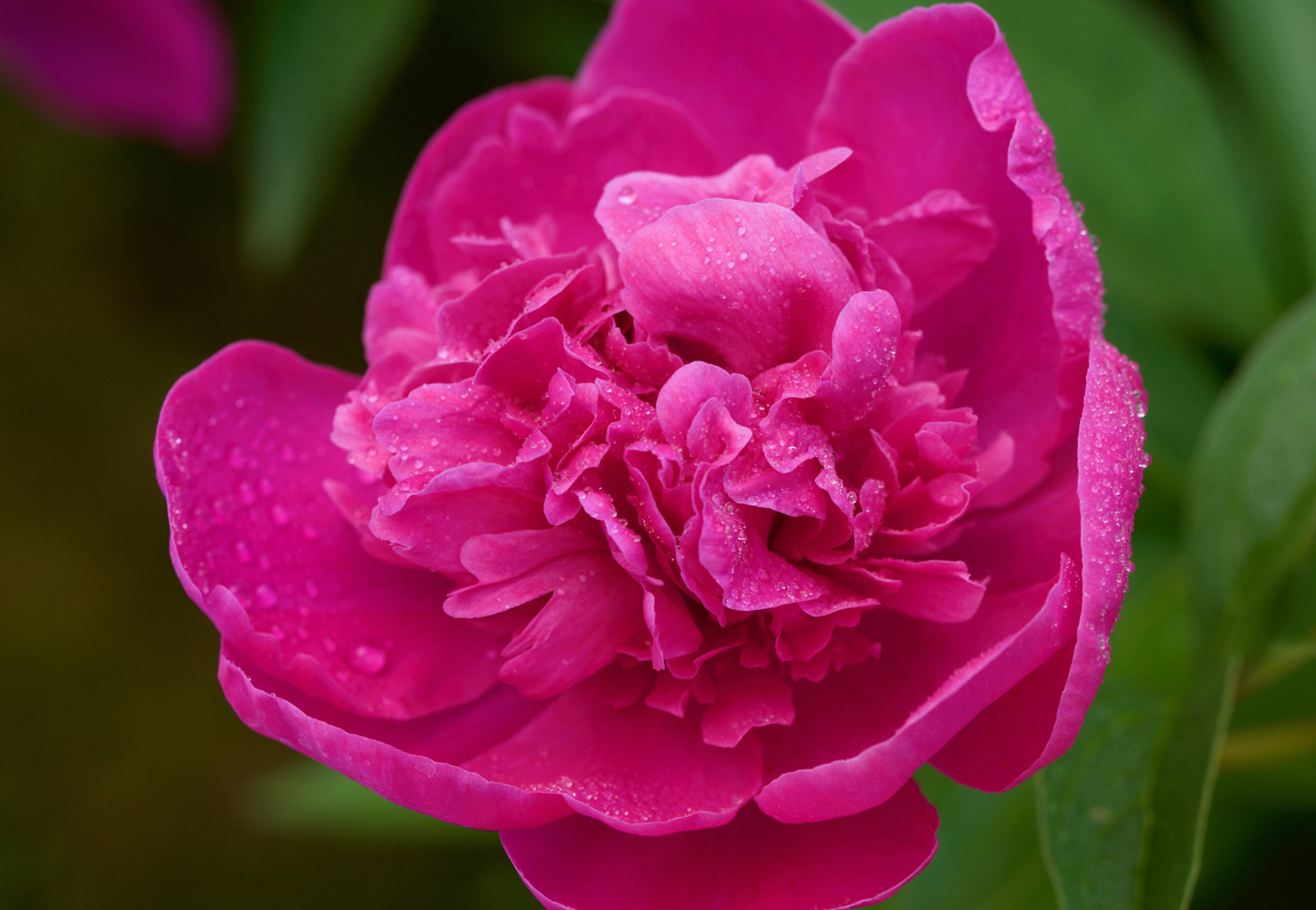 90mm F2.8 Macro SSM sample photo. Rose photography