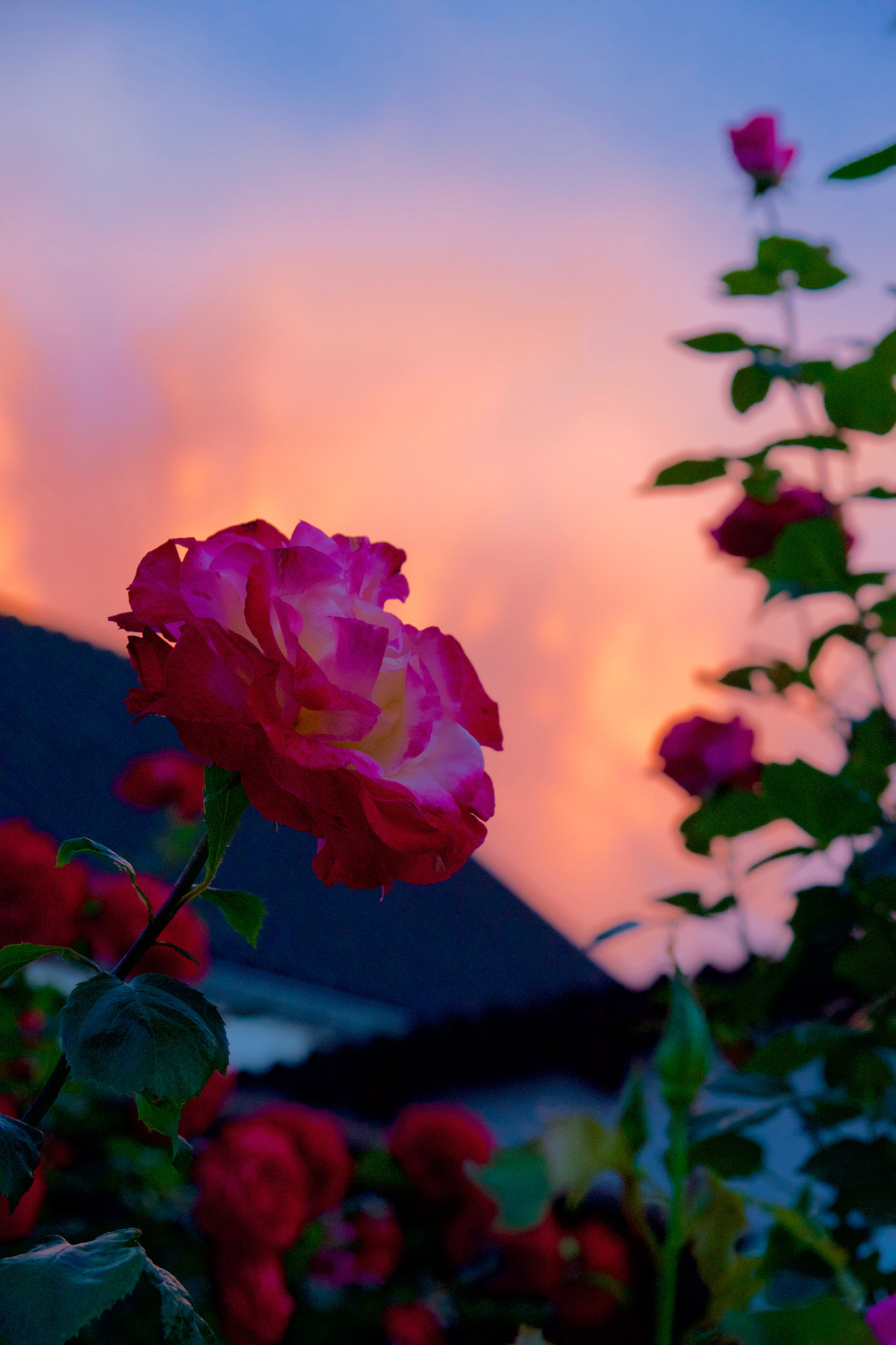Sony SLT-A77 sample photo. Roses are...pink? photography