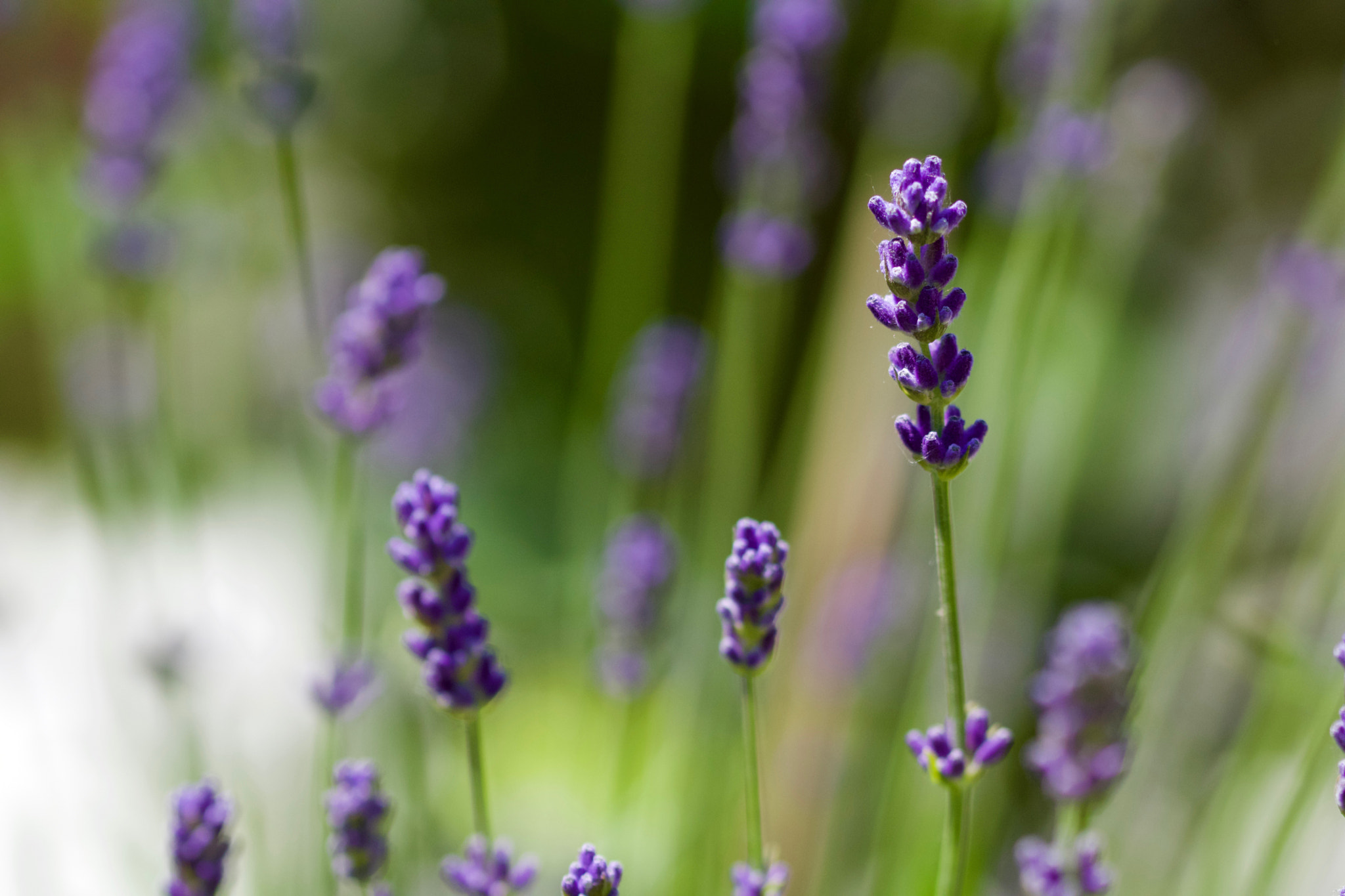 Sony SLT-A77 + 90mm F2.8 Macro SSM sample photo. Lavender photography