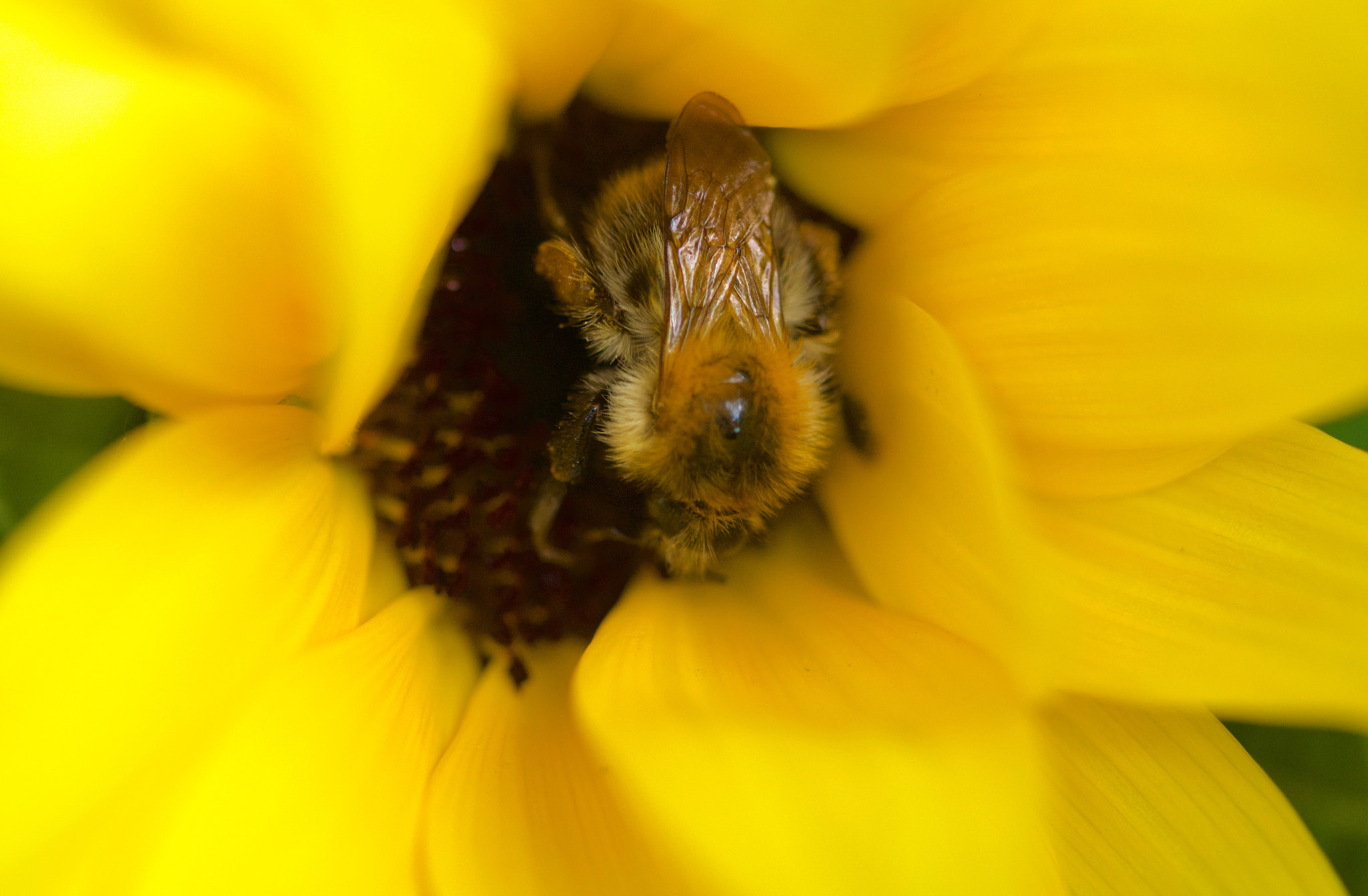 Sony SLT-A77 + 90mm F2.8 Macro SSM sample photo. Don't worry bee happy! ;) photography