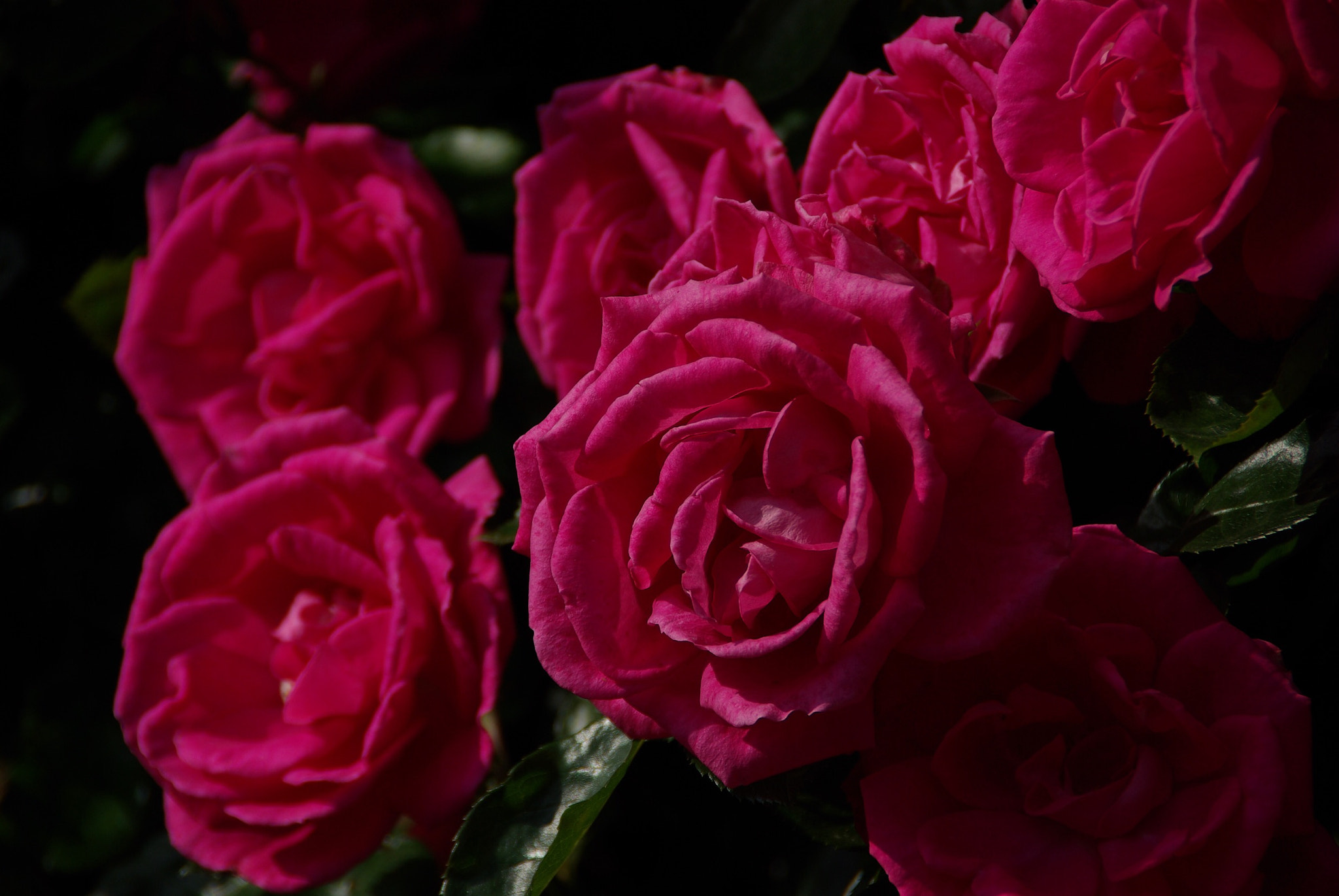 Pentax K10D sample photo. Roses photography