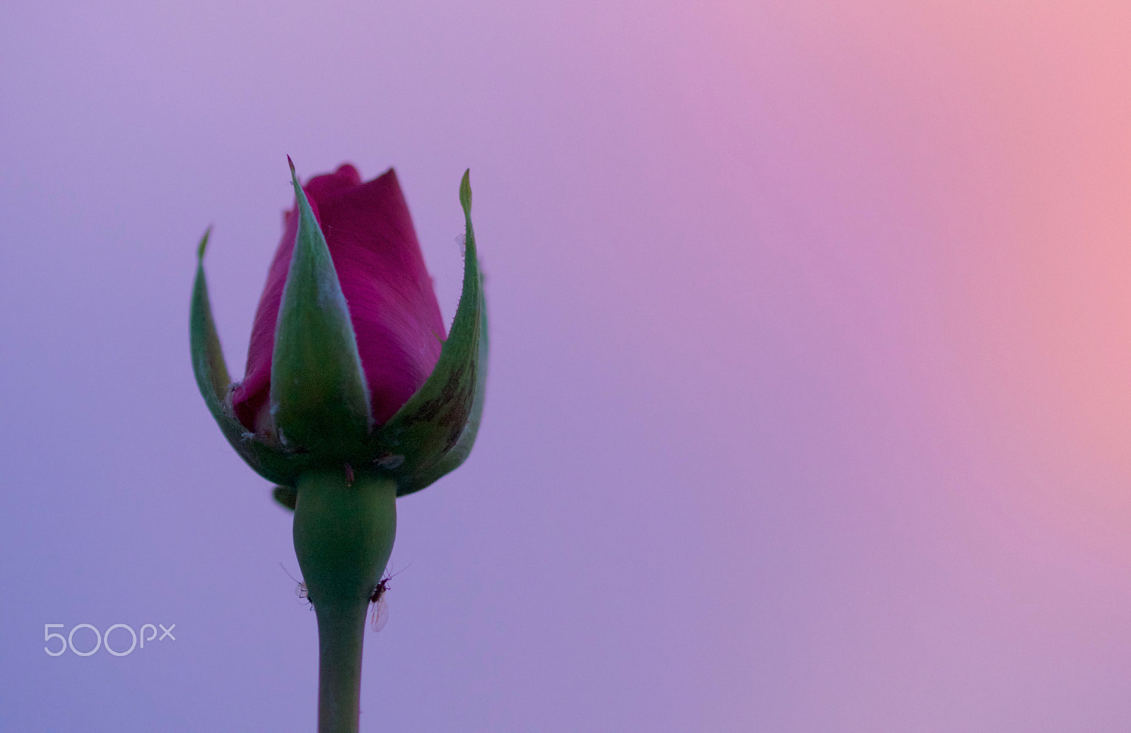 Sony SLT-A77 + 90mm F2.8 Macro SSM sample photo. Rose in the sunset! photography