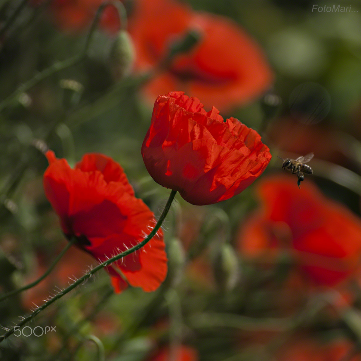 Sony Alpha DSLR-A390 sample photo. Пора маков... photography