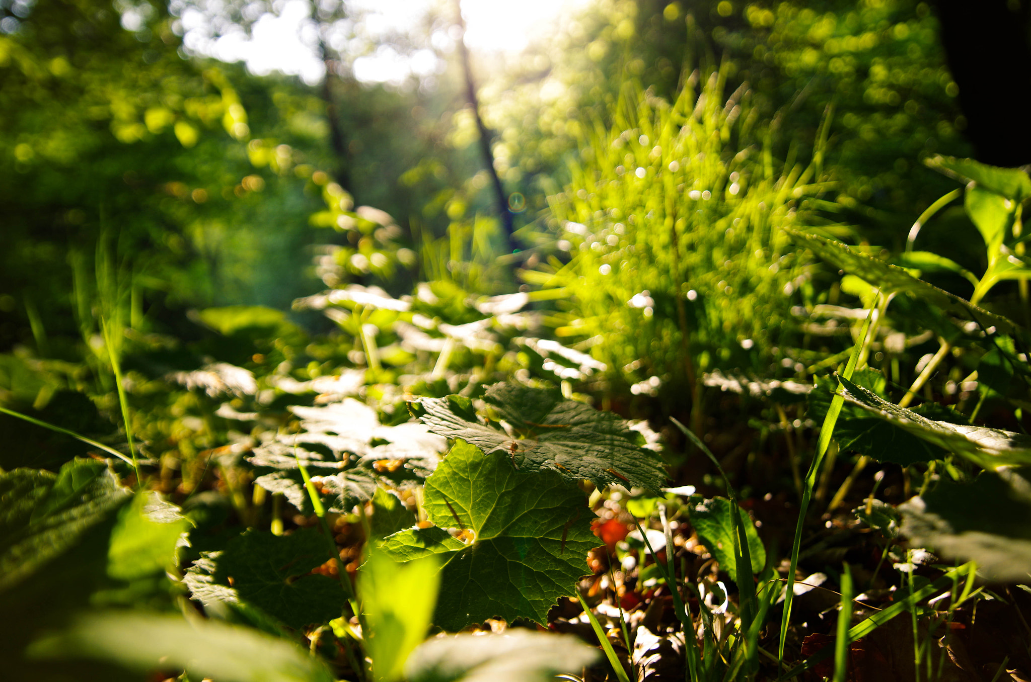 Sigma AF 10-20mm F4-5.6 EX DC sample photo. Sunset bokeh photography