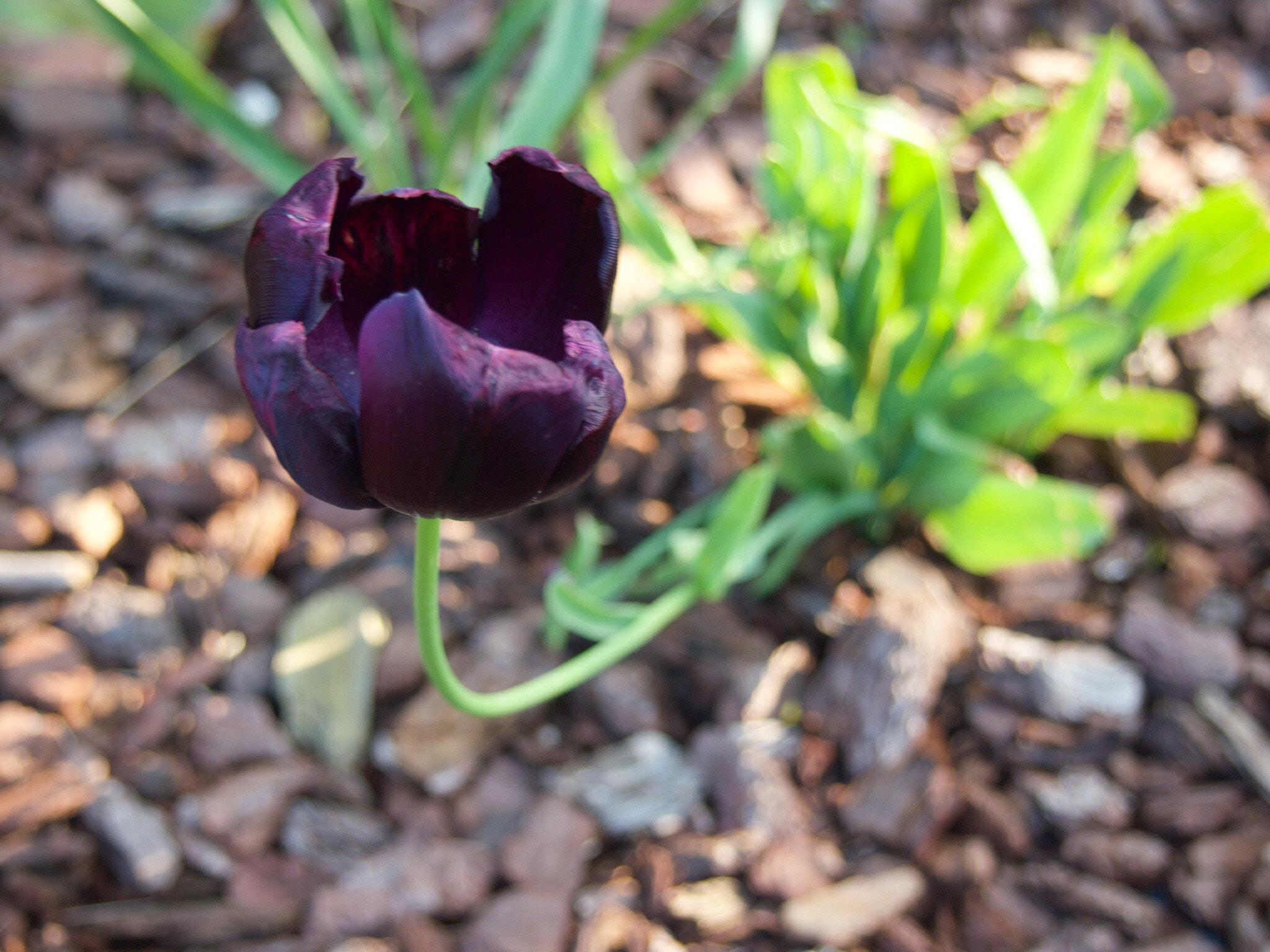 Olympus PEN E-P3 sample photo. Black tulip photography