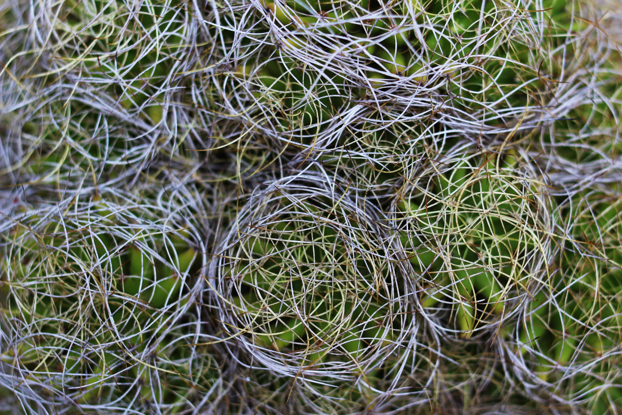Canon EOS 100D (EOS Rebel SL1 / EOS Kiss X7) + Canon EF 35mm F2 sample photo. Succulent photography