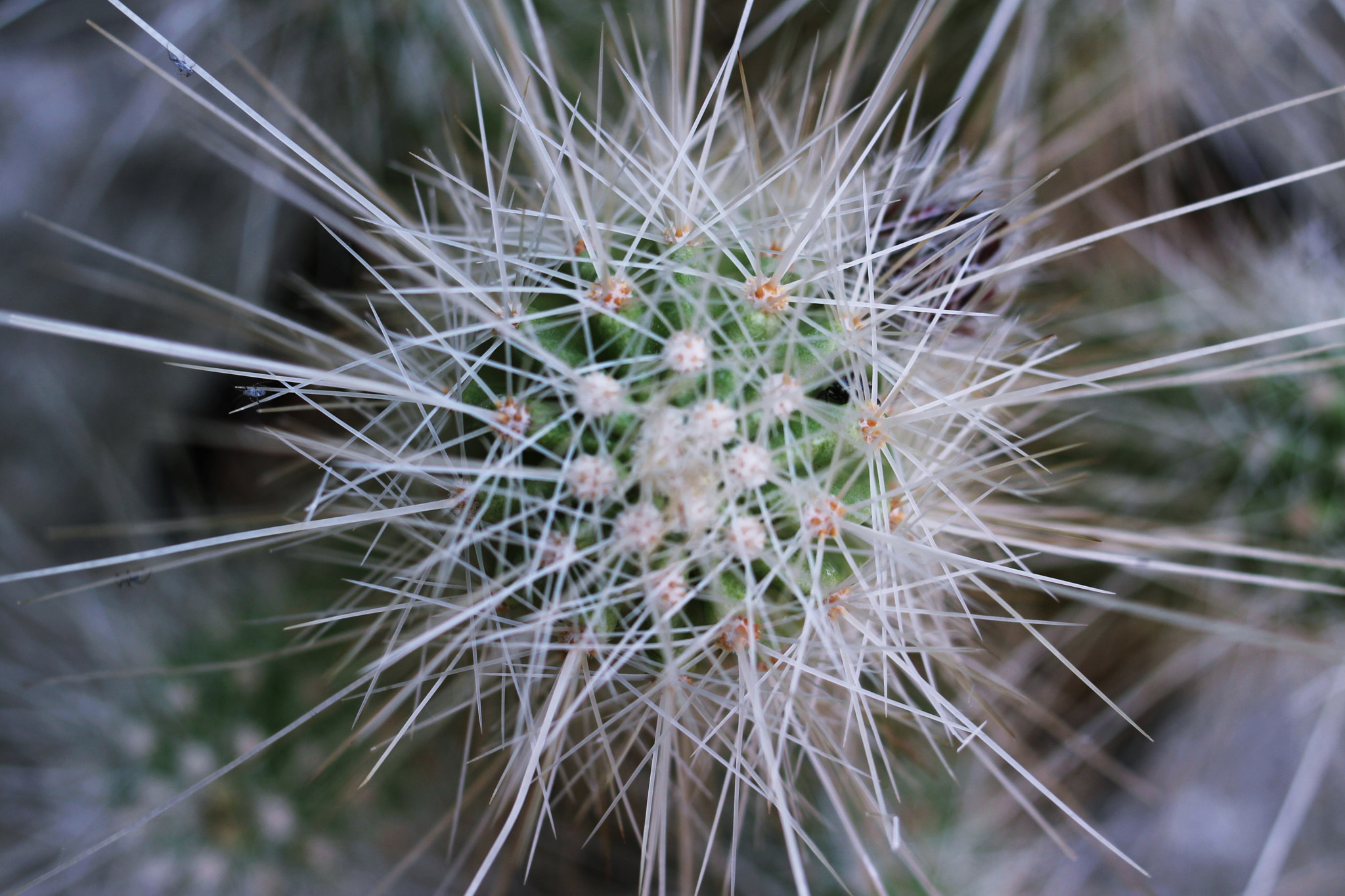 Canon EF 35mm F2 sample photo. Succulent photography
