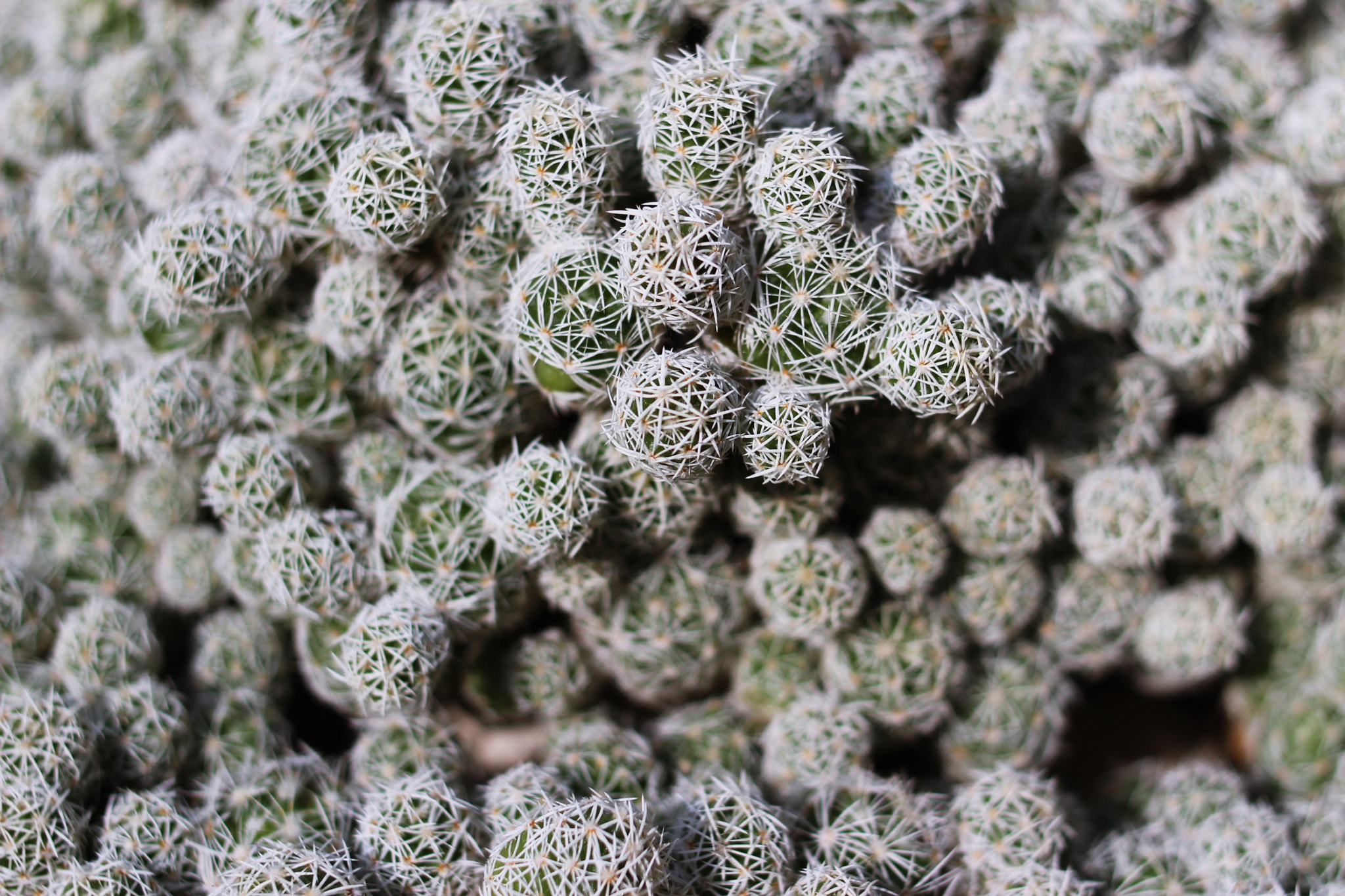 Canon EOS 100D (EOS Rebel SL1 / EOS Kiss X7) + Canon EF 35mm F2 sample photo. Succulent photography