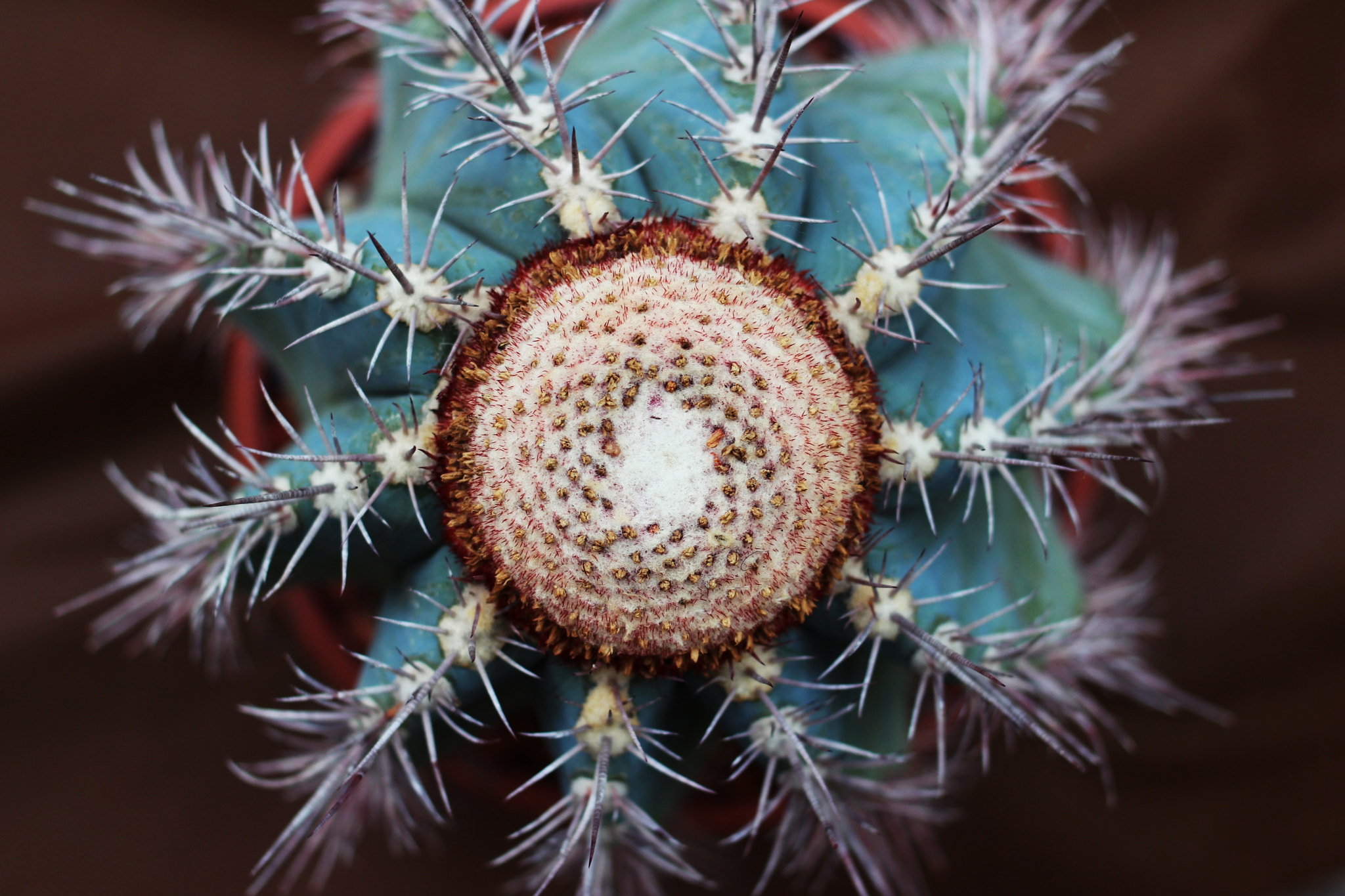 Canon EOS 100D (EOS Rebel SL1 / EOS Kiss X7) + Canon EF 35mm F2 sample photo. Succulent photography