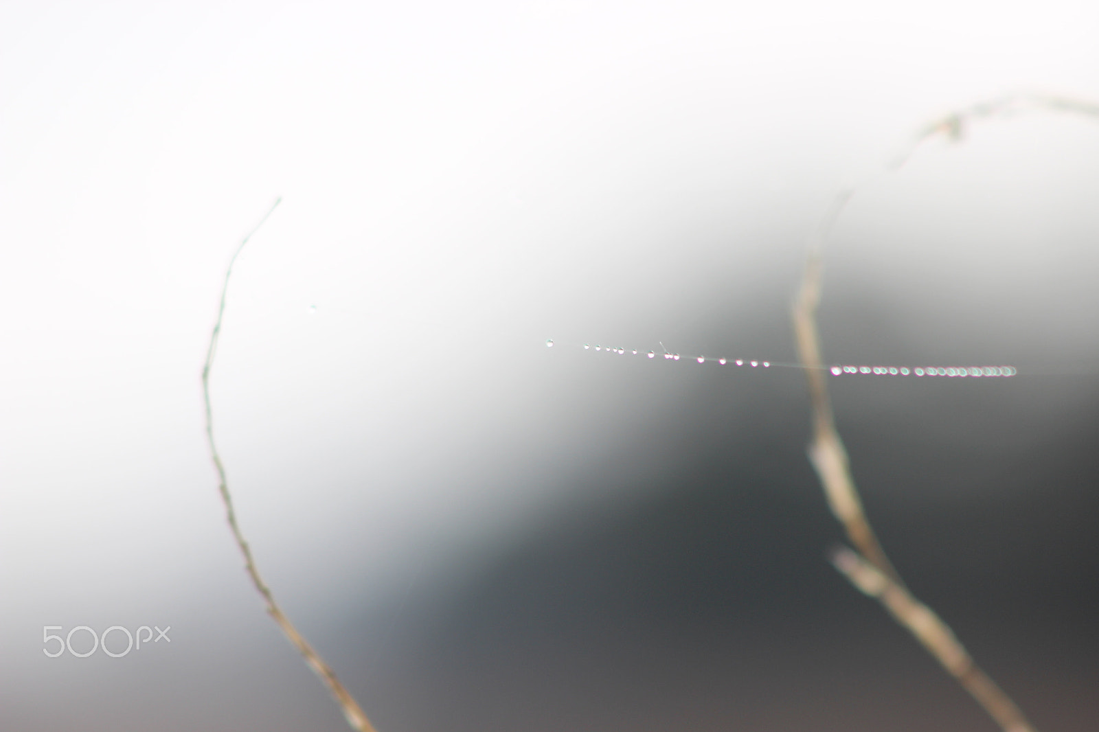 Canon EF 90-300mm F4.5-5.6 sample photo. The morning dew photography