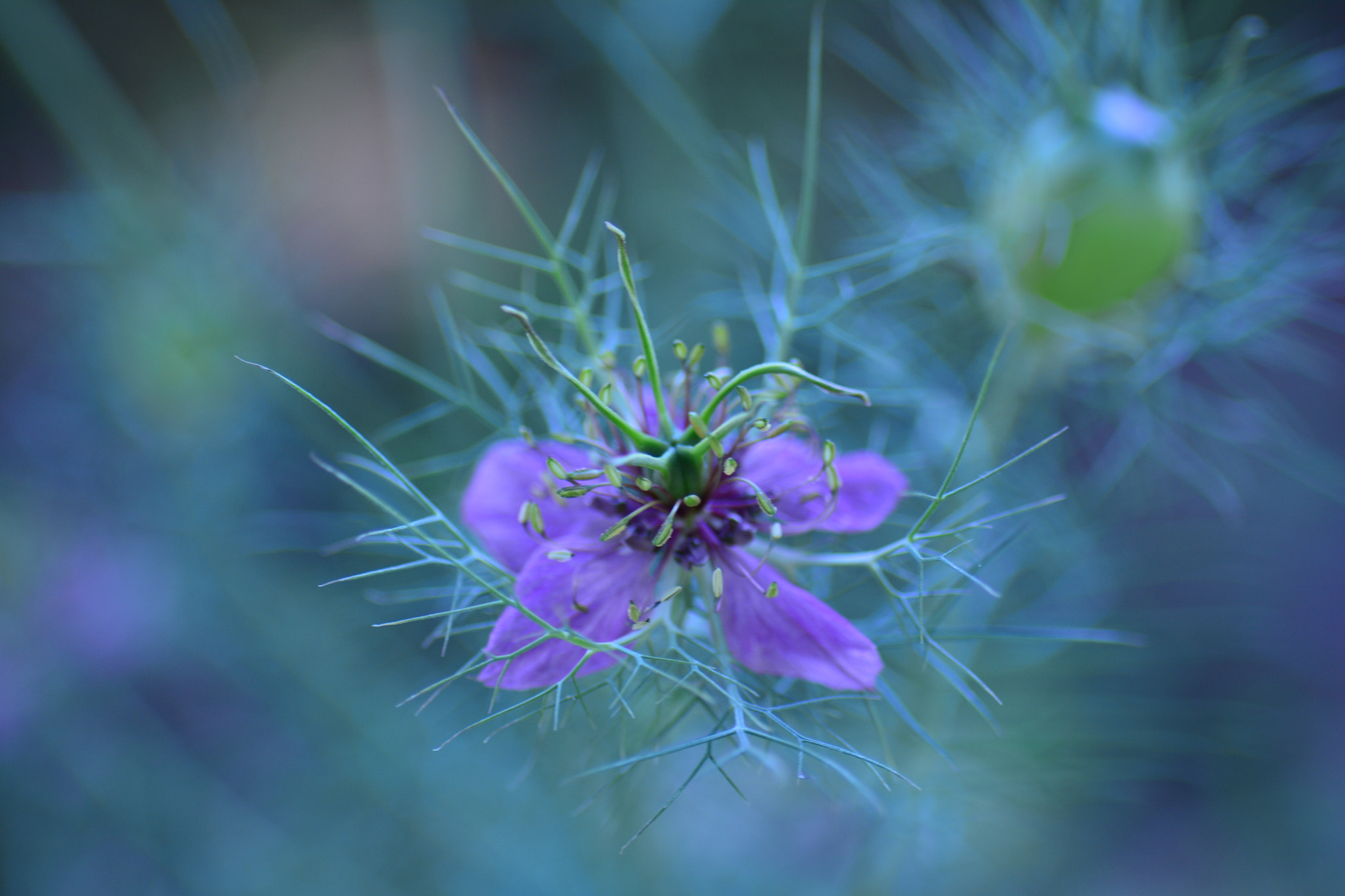 Sigma Macro 90mm F2.8 sample photo. The magic of color, photography