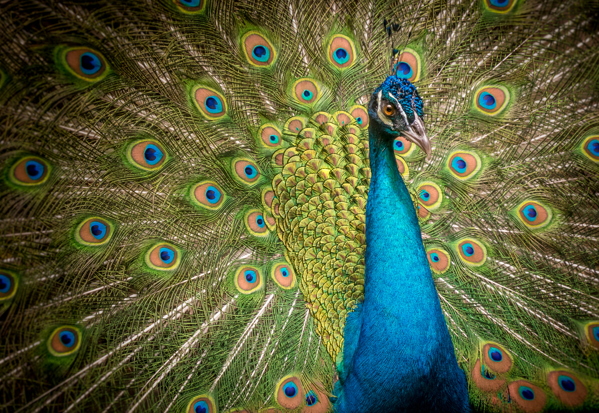 Sony E 18-200mm F3.5-6.3 OSS sample photo. Dramatic peacock photography