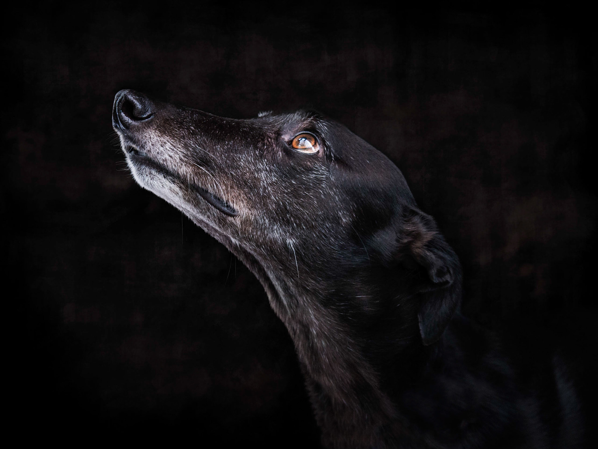 Panasonic Lumix G X Vario 35-100mm F2.8 OIS sample photo. This is gino valentino. photography