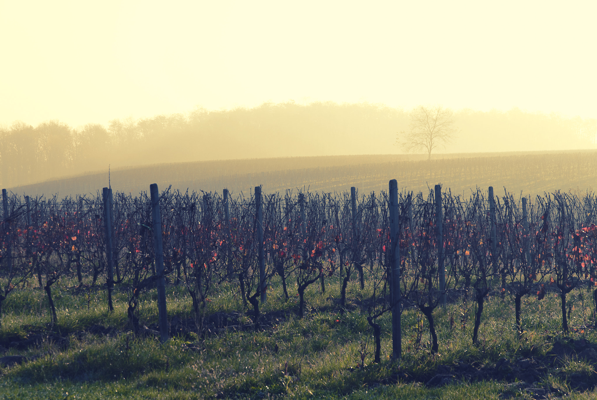 Nikon D200 + Sigma 17-70mm F2.8-4.5 DC Macro Asp. IF sample photo. Vineyard in autumn photography