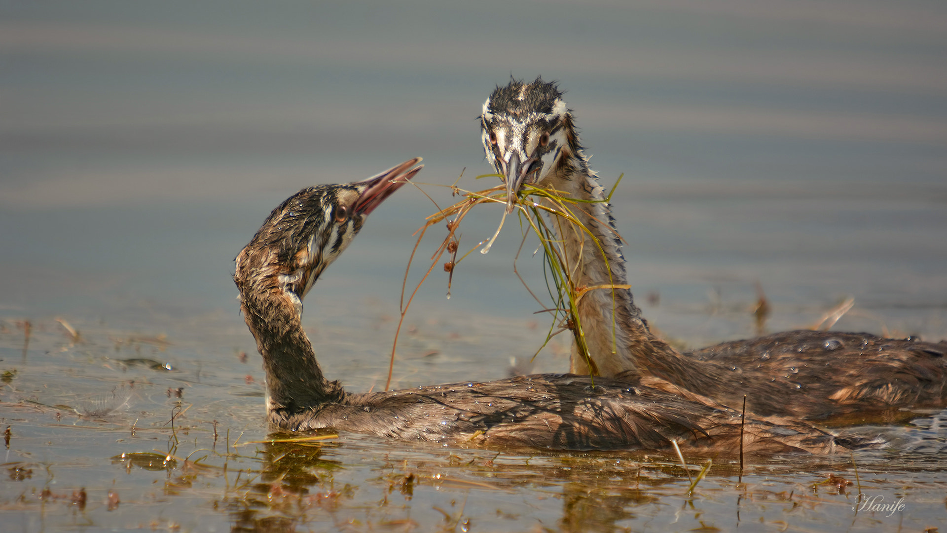 Sigma 50-500mm F4-6.3 EX APO RF HSM sample photo. Bahri (great crested grebe, podiceps cristatus) photography